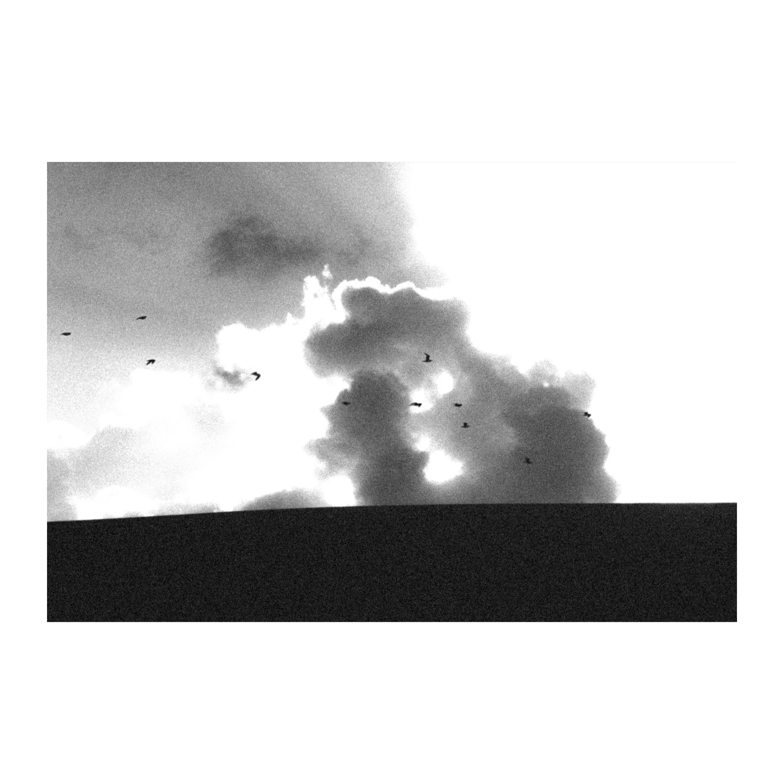 Nous sommes des mouettes B&W — Tirage d'art