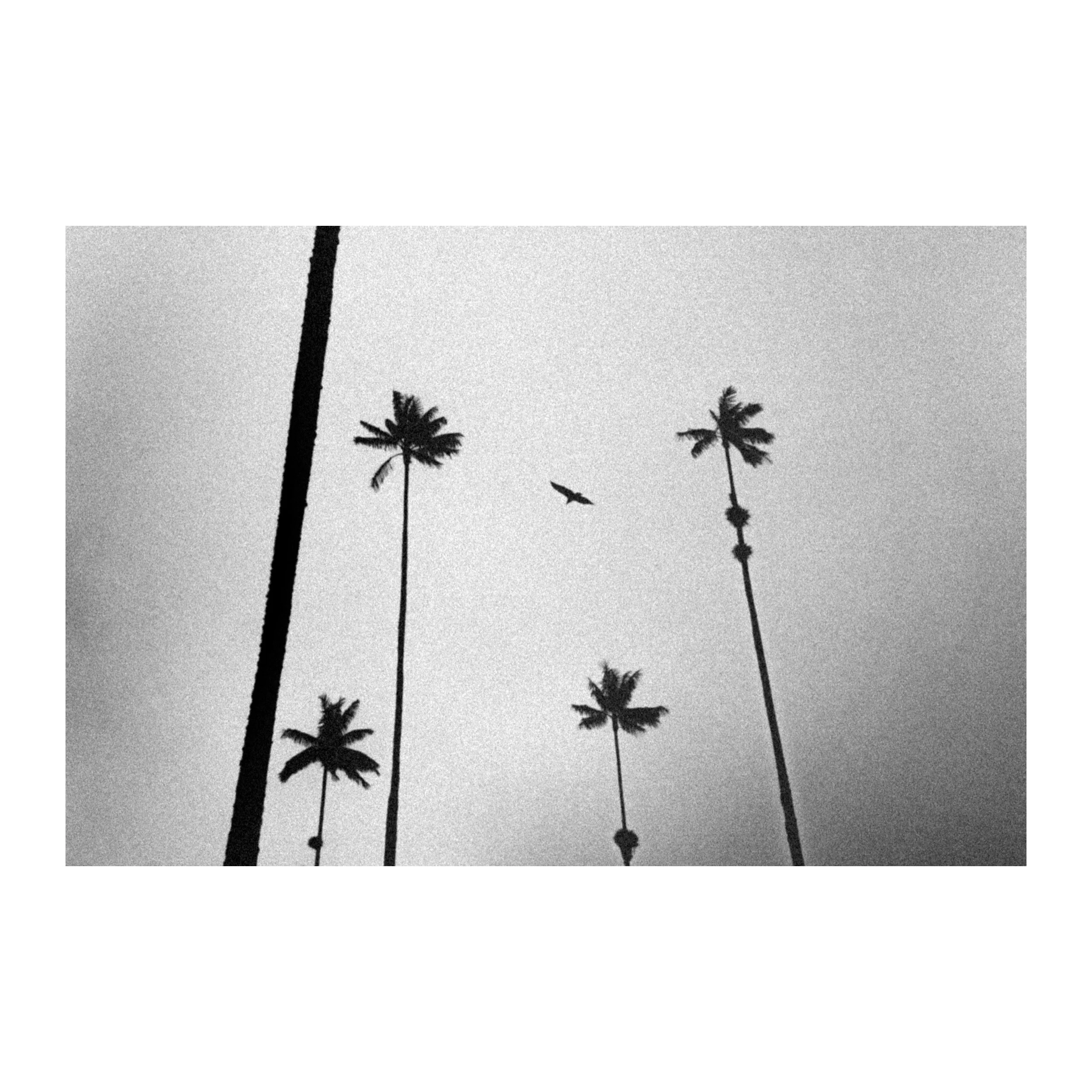 Ground view — Tirage d'art