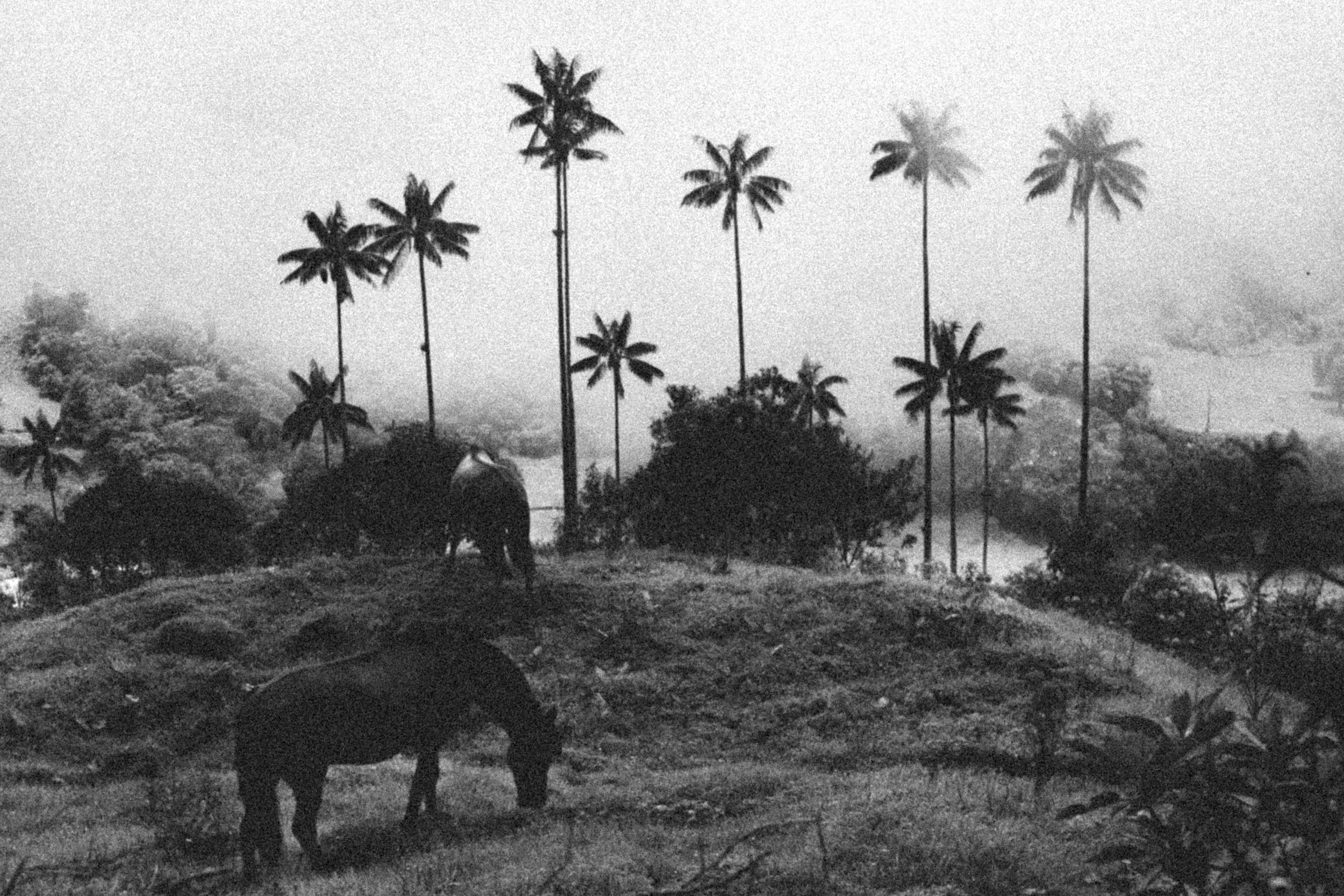 Tropical Banality B&W — Tirage d'art