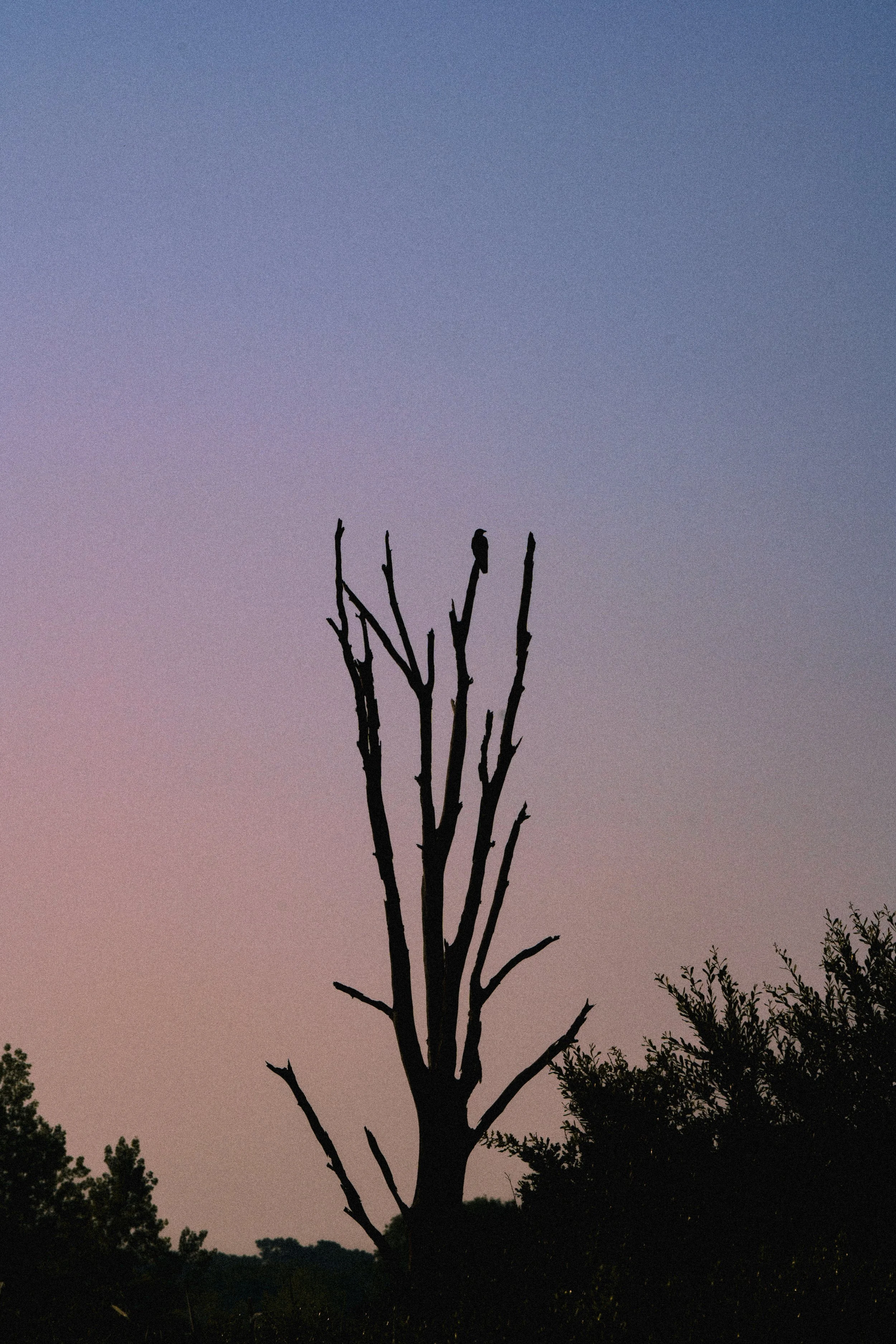 Mort au crépuscule — Tirage d'art