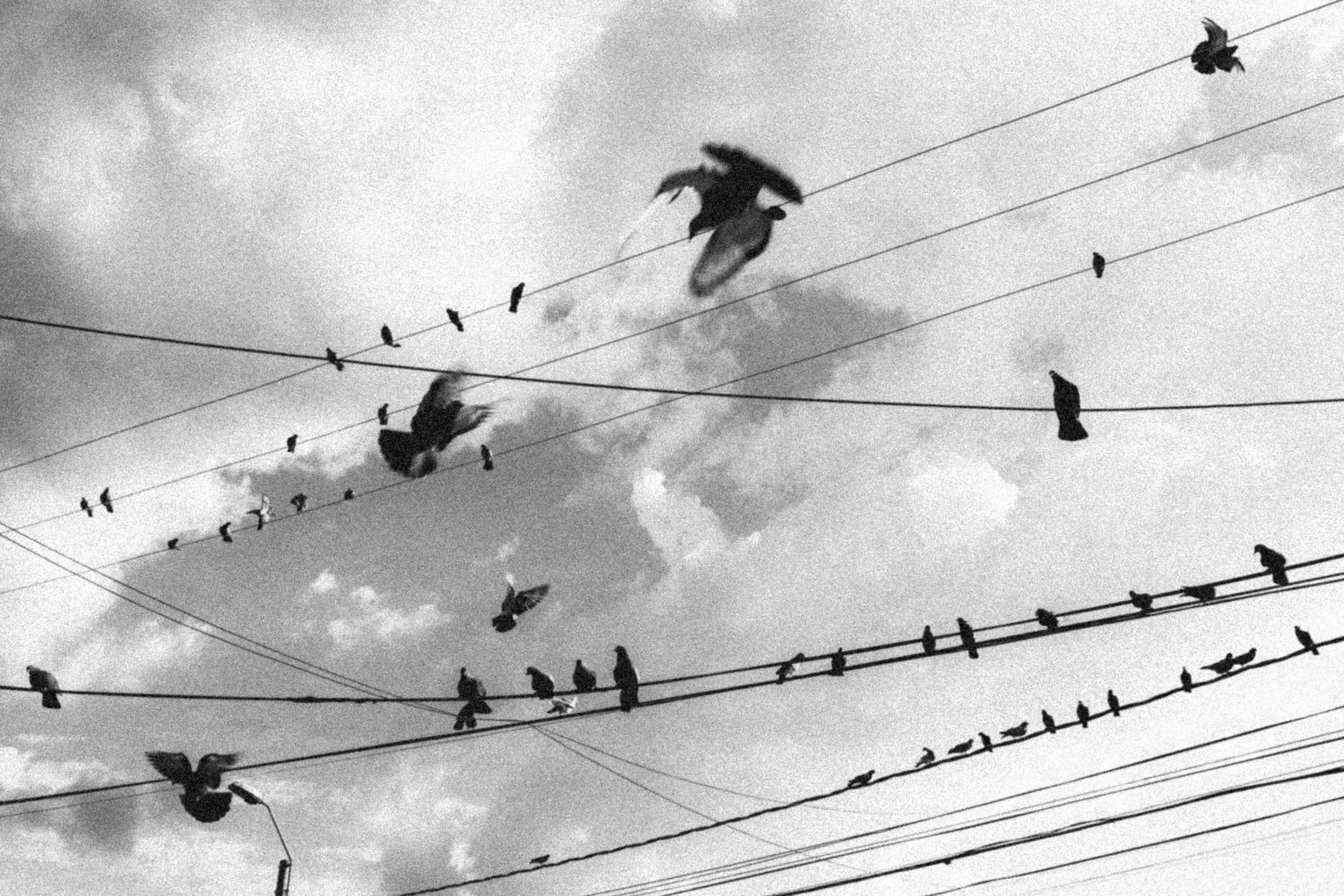 Bird Connection B&W — Tirage d'art
