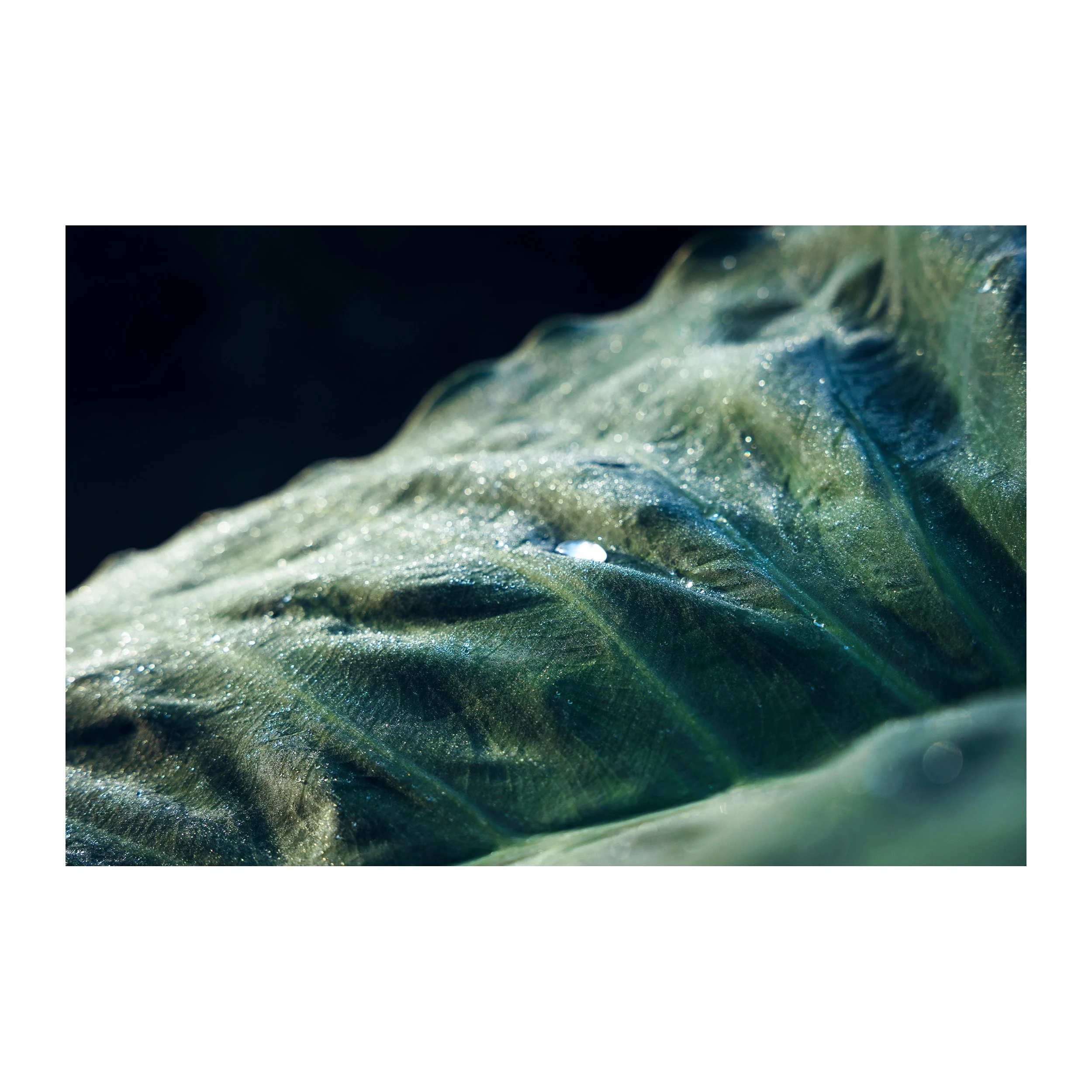 Plume d'Ombre — Tirage d'art