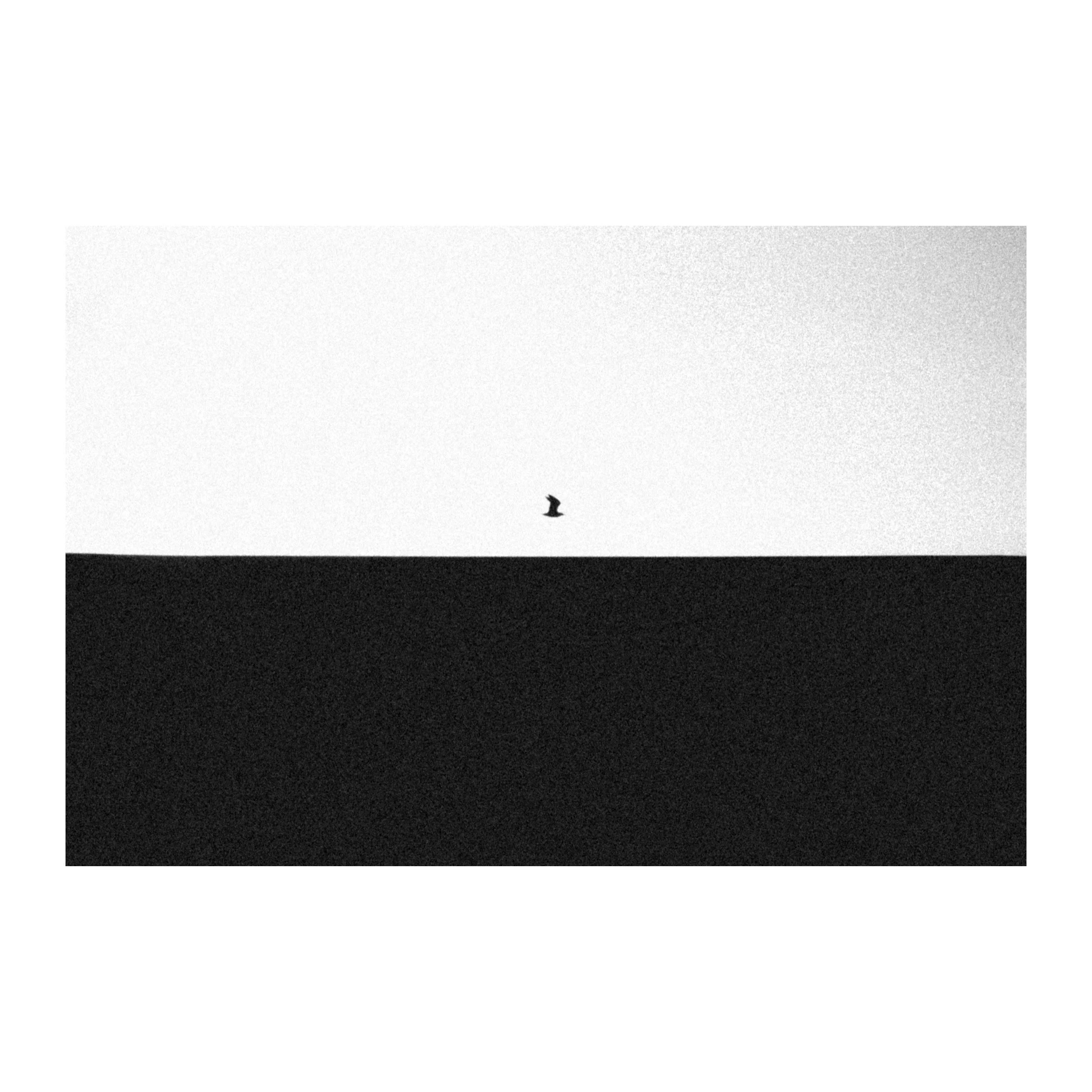 Je suis une mouette B&W — Tirage d'art