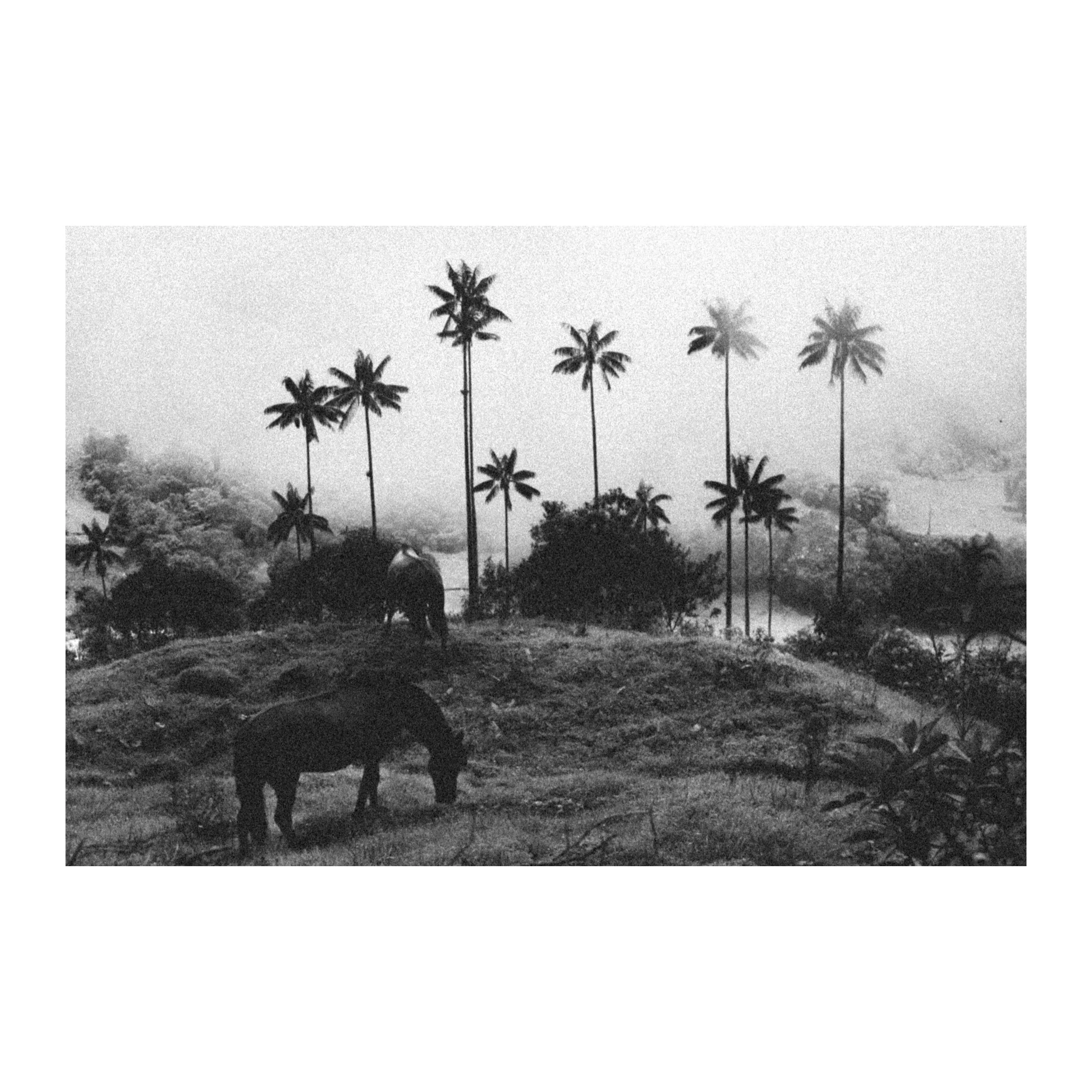 Tropical Banality B&W — Tirage d'art