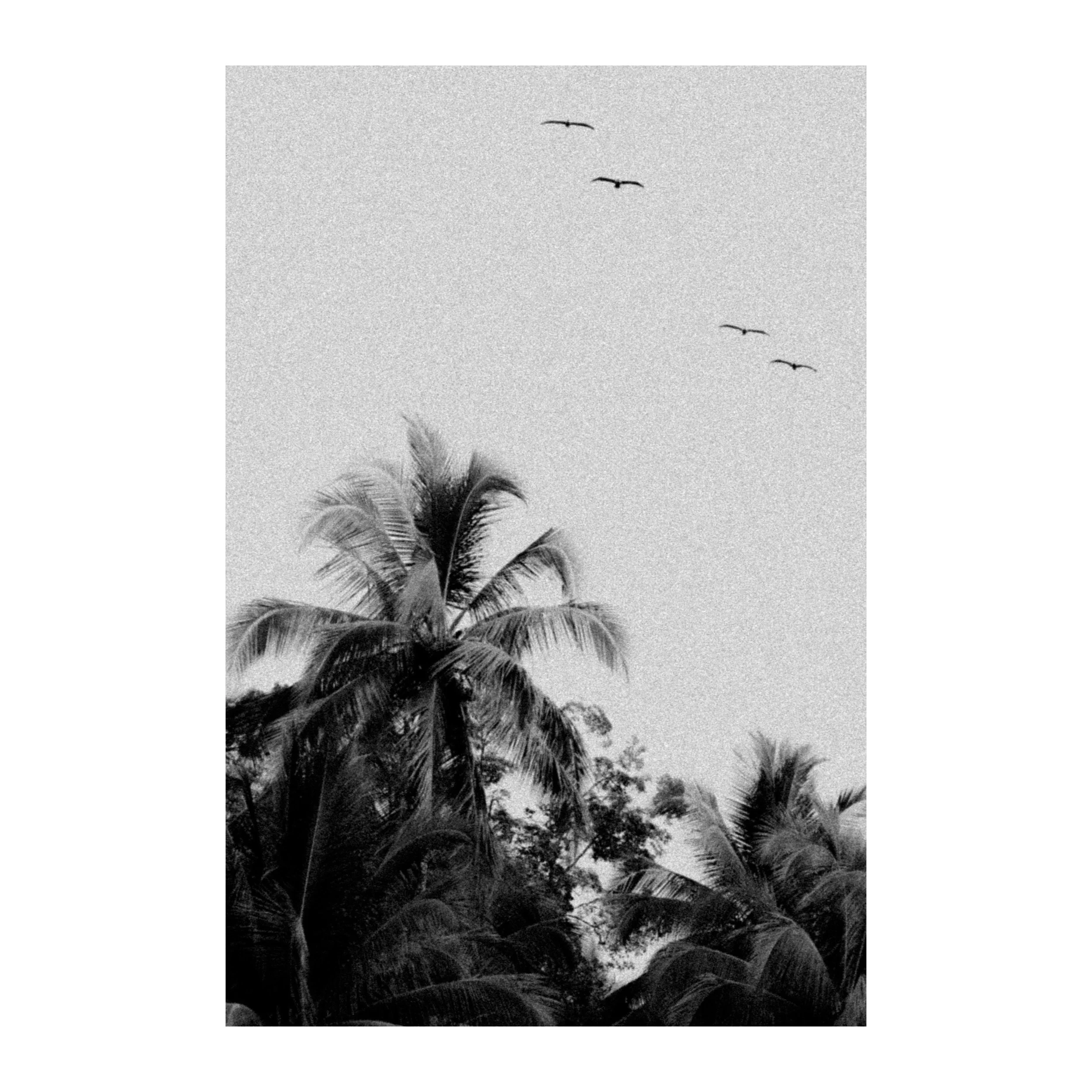 Flight Four B&W — Tirage d'art