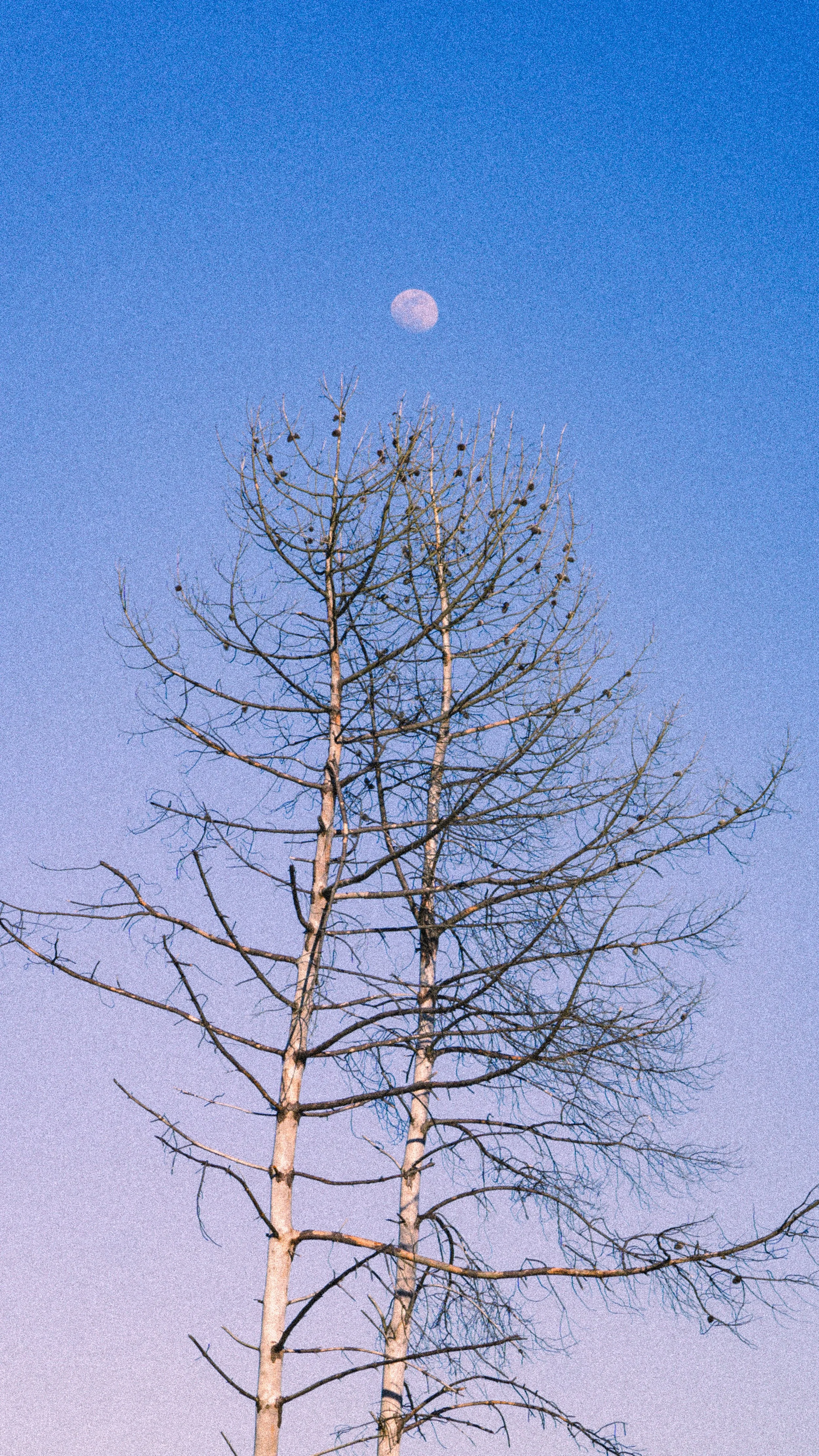 Débranche Lune — Tirage d'art