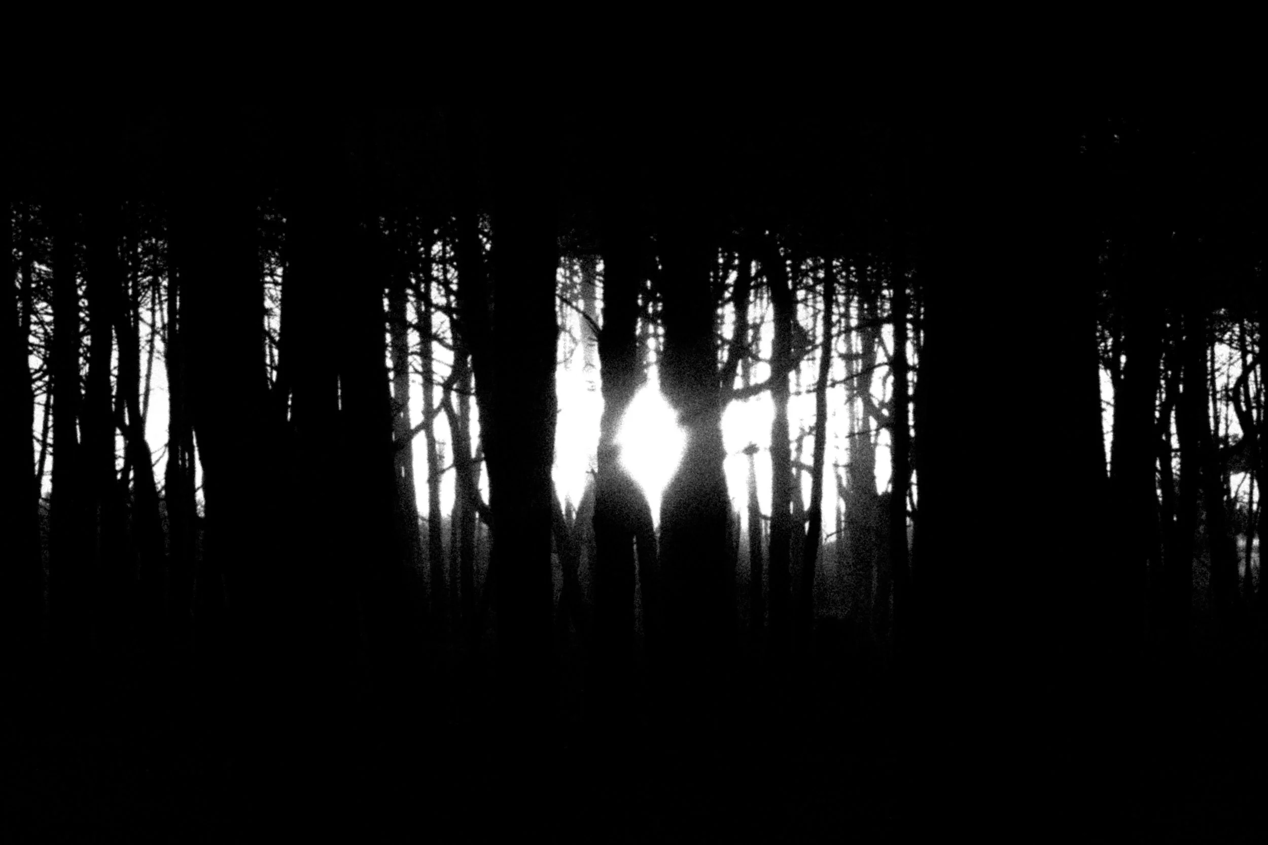 Soleil contre Forêt  B&W — Tirage d'art
