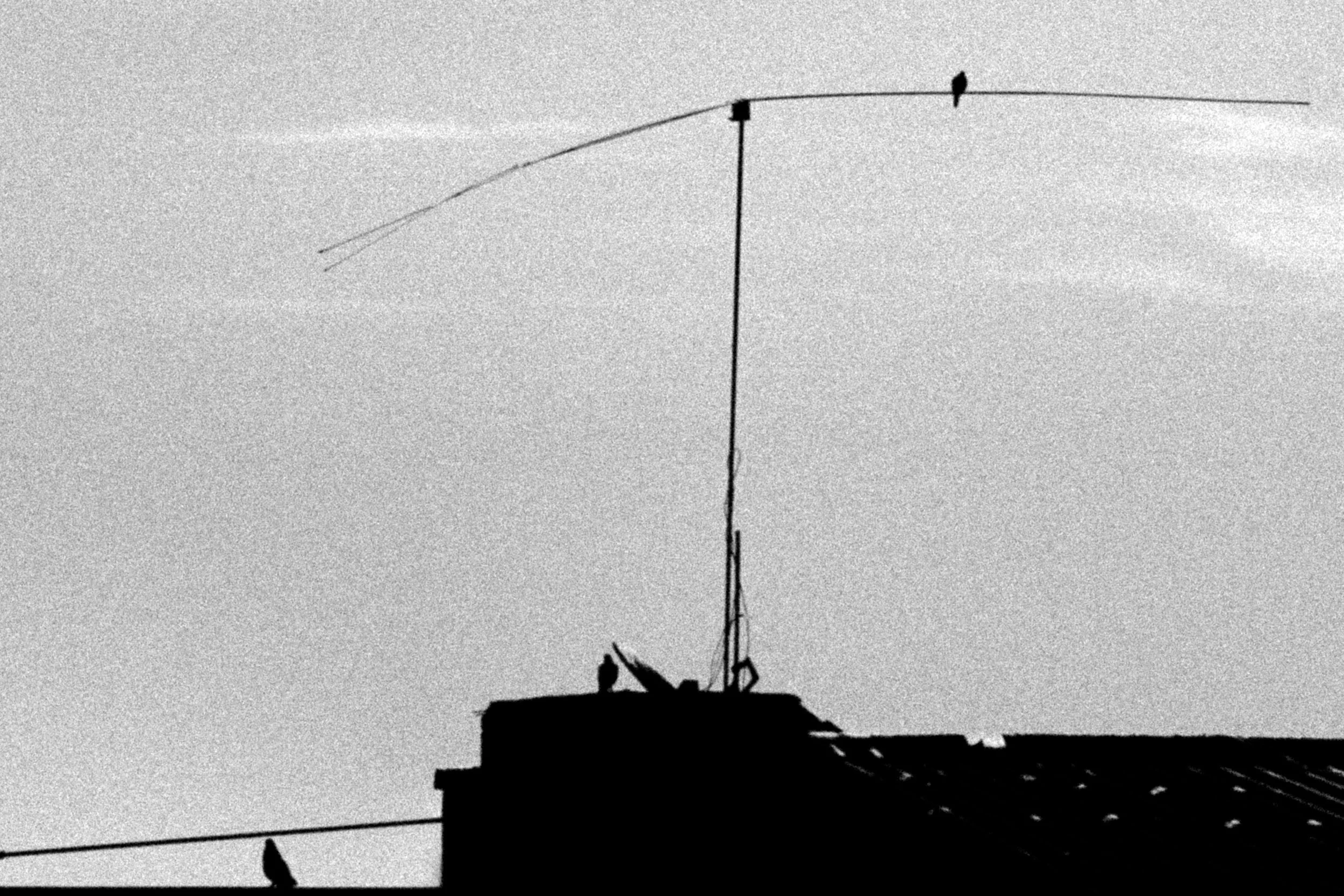 Bird Line B&W — Tirage d'art