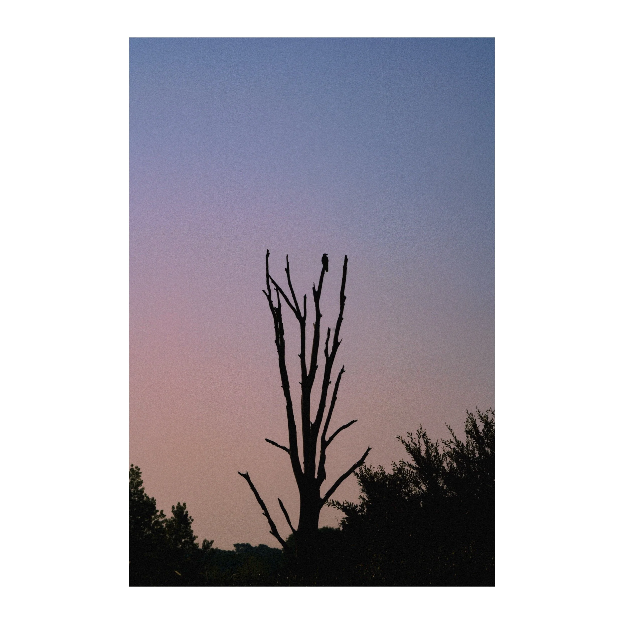Mort au crépuscule — Tirage d'art