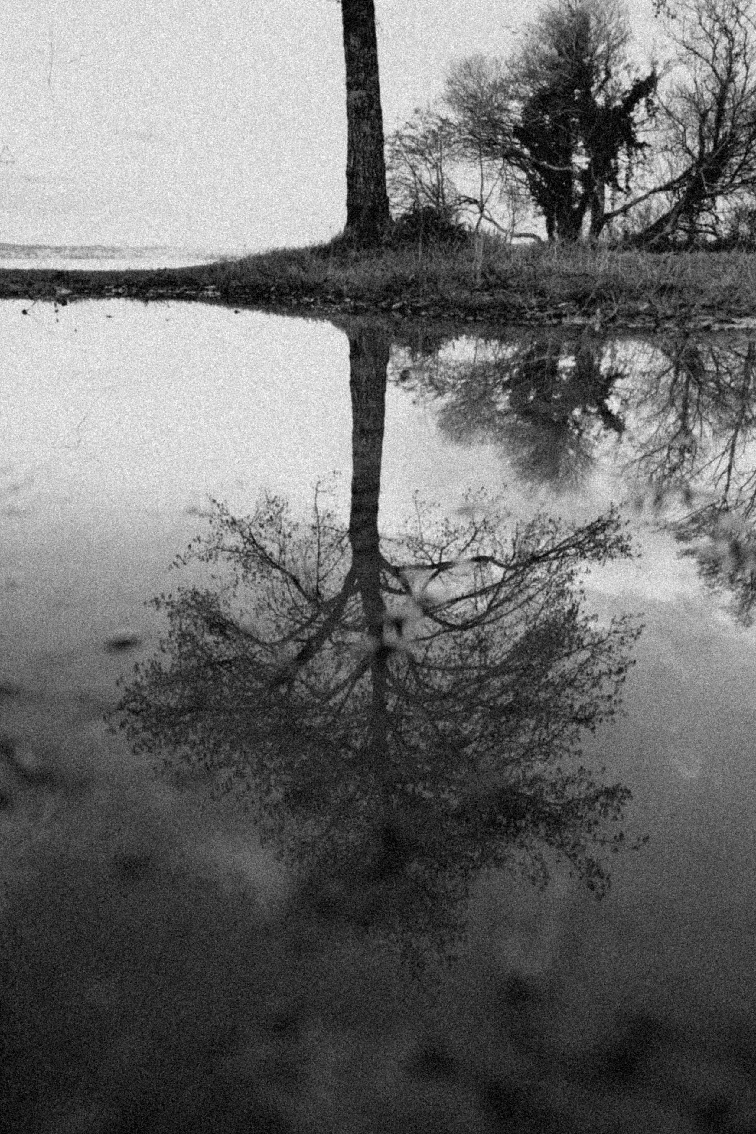 Reflectree  B&W— Tirage d'art