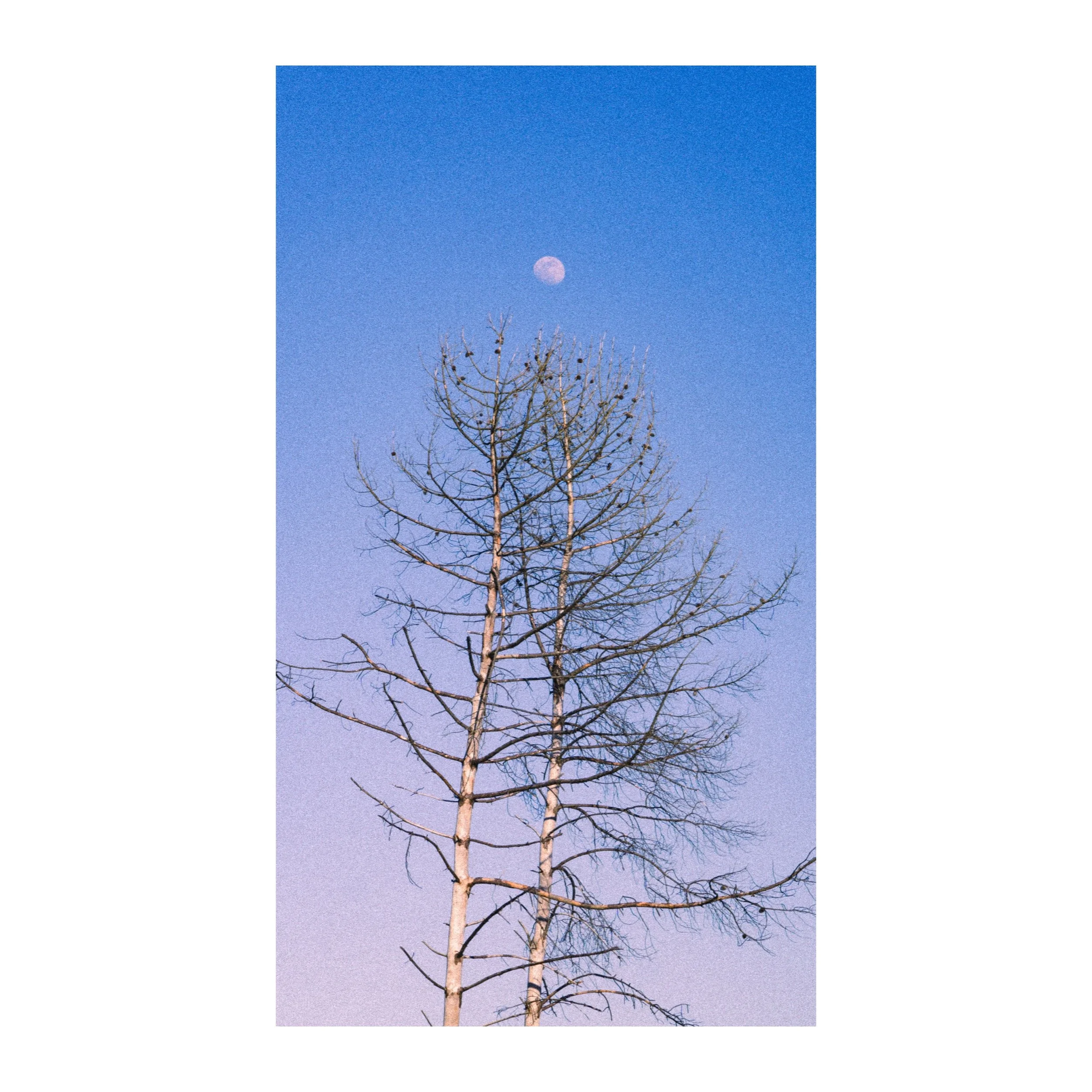 Débranche Lune — Tirage d'art