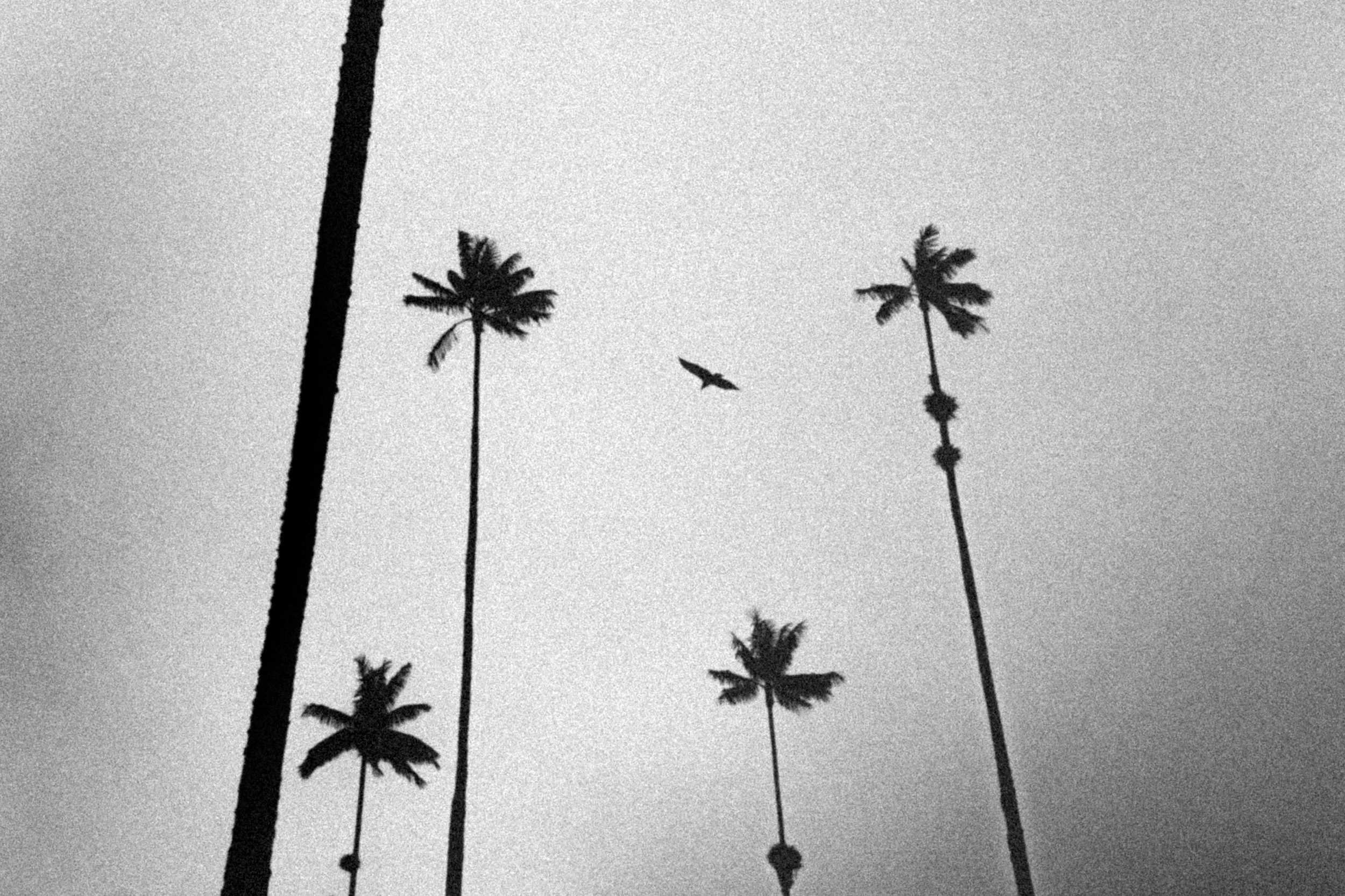 Ground view — Tirage d'art