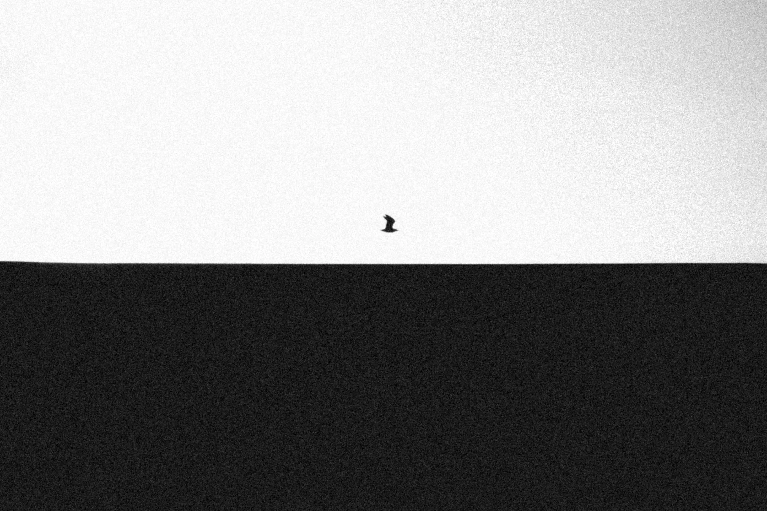 Je suis une mouette B&W — Tirage d'art