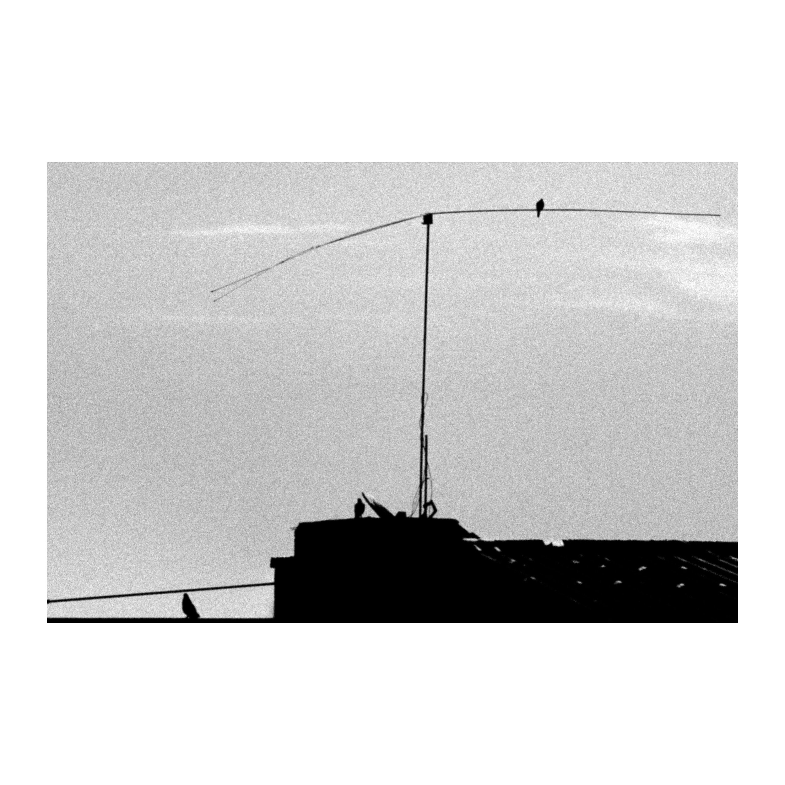 Bird Line B&W — Tirage d'art