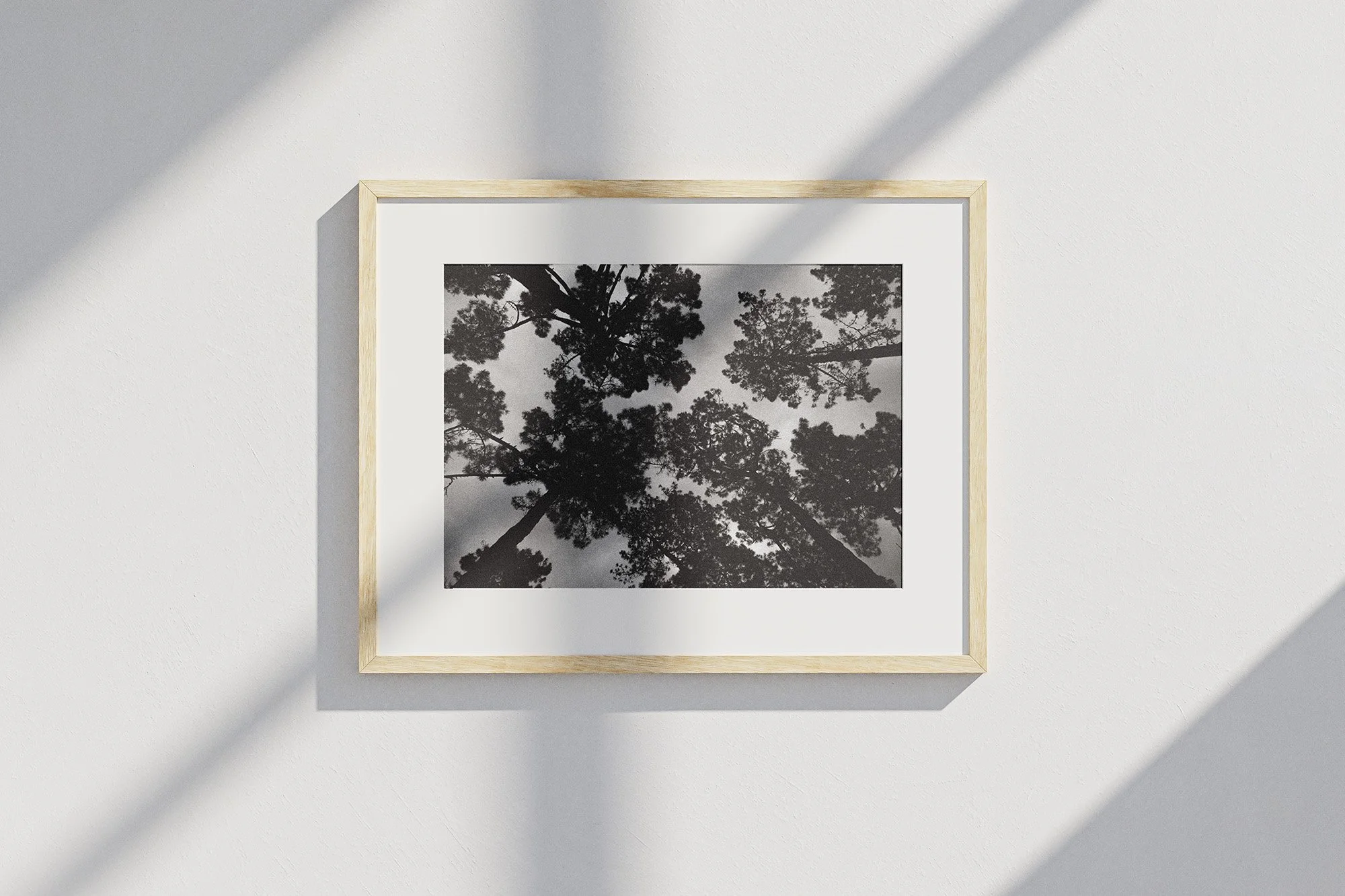 cathedrale-de-pins_mockup.jpg