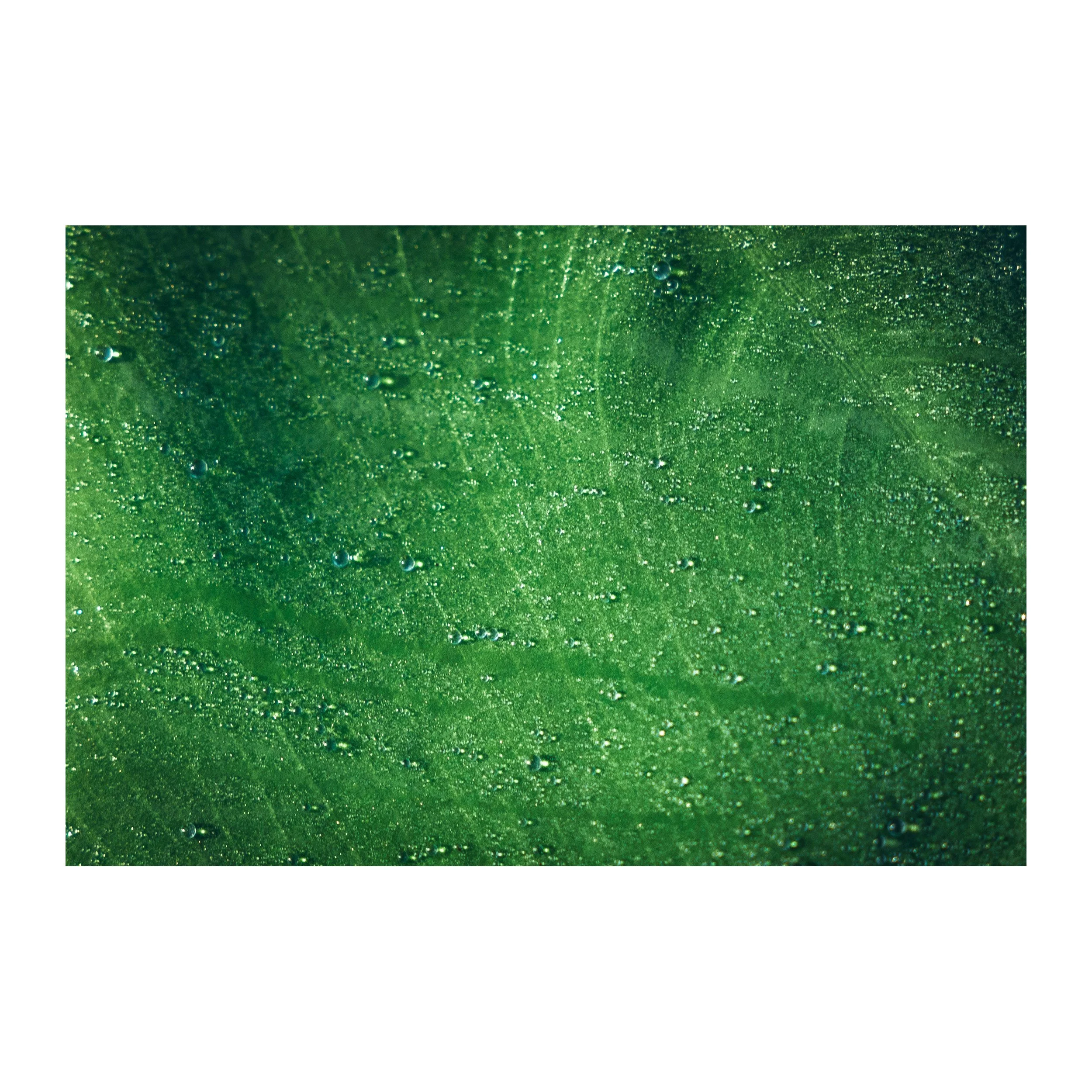 Rosée Verte — Tirage d'art