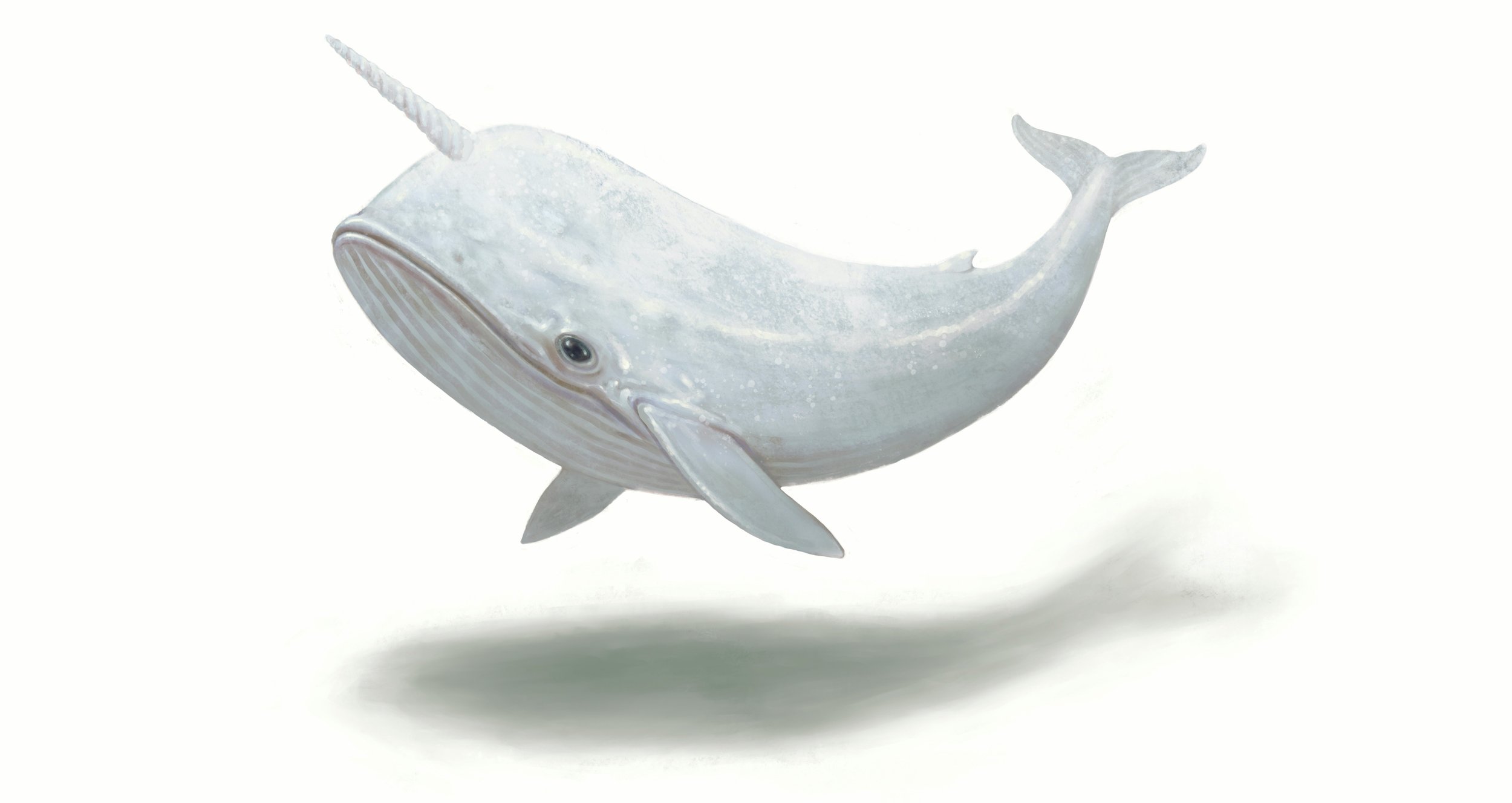 whale unsplash.jpg