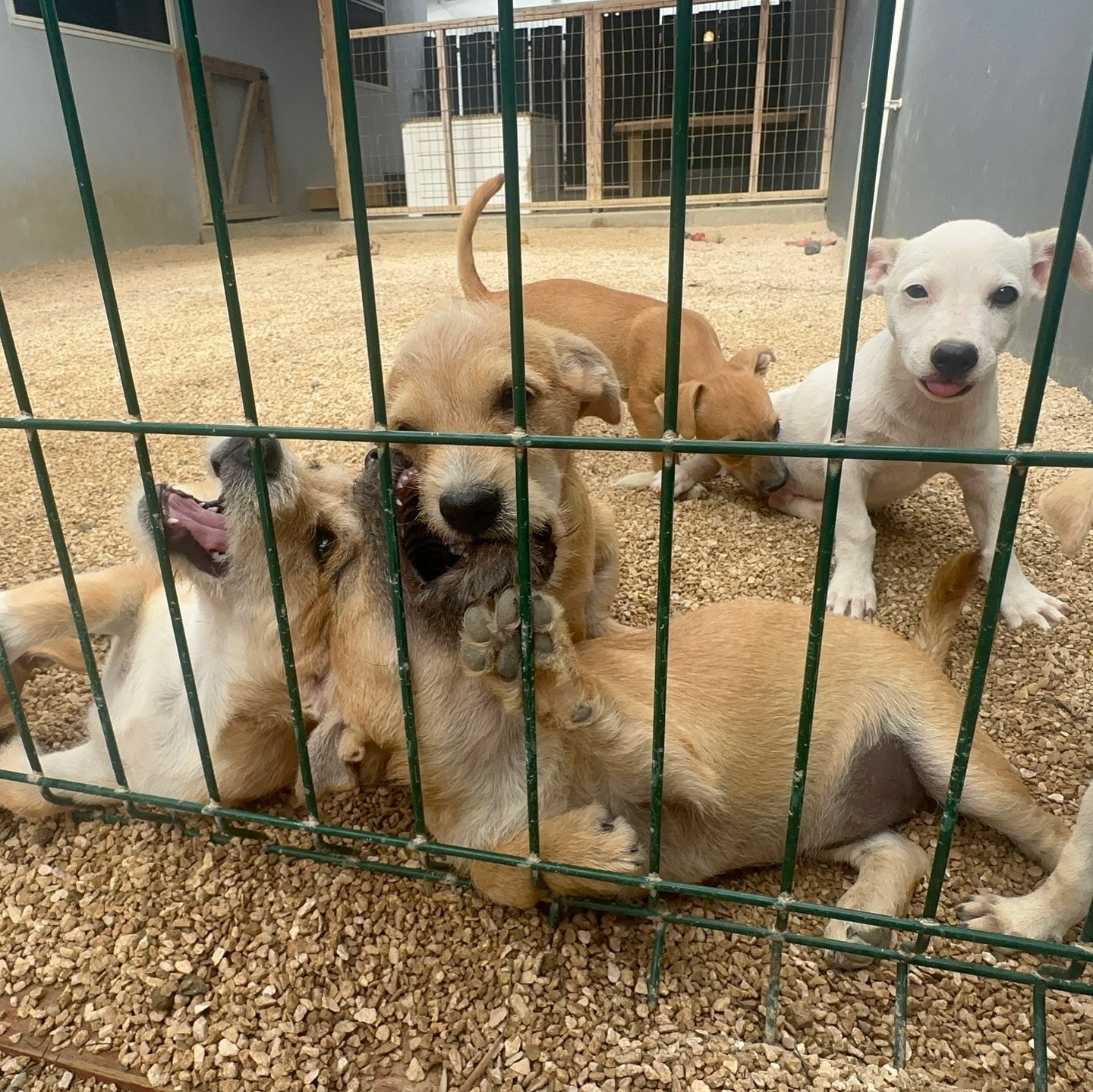 Dat was 'm weer! Ik ben terug naar NL en ga iedereen missen. Tot snel!! ☺️

Vanaf morgen weer vol gas trainingen geven, plan vandaag nog je consult om aan de slag te gaan met je hond en goed het nieuwe jaar te beginnen ! :)

Lars

#larsdogtraining