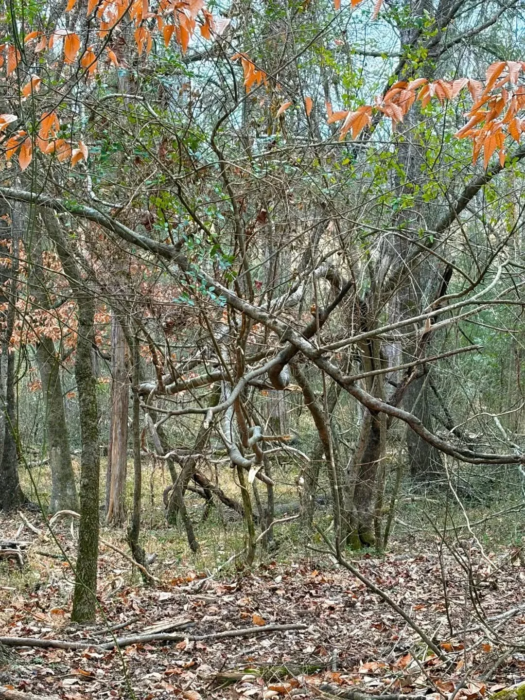 Daily walks in the woods are where my work begins.
Forest play.
I look for shapes the way a child plays a game. Xs and Os, patterns that appear, then disappear&hellip;
