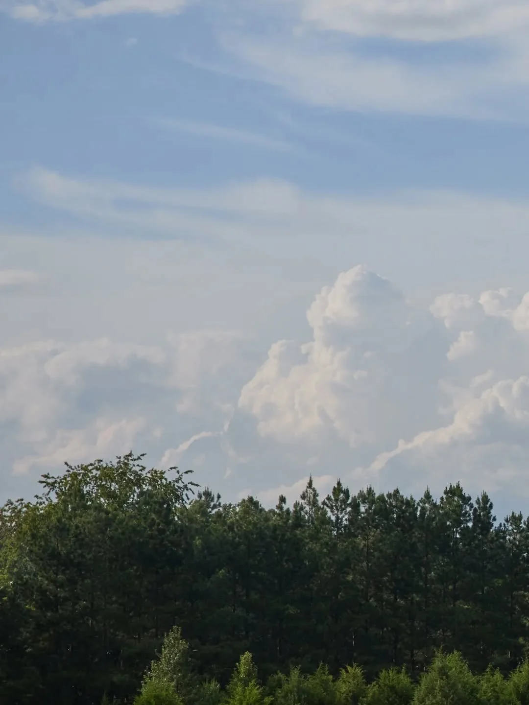 Living in a place I have shaped, I reap its unspoken gifts: the arms of my loblolly pines encircle the land like St. Peter&rsquo;s, holding us gently in the midst of life&rsquo;s chaos.

My farm, like a tea ceremony, is a sanctuary of peace and respe