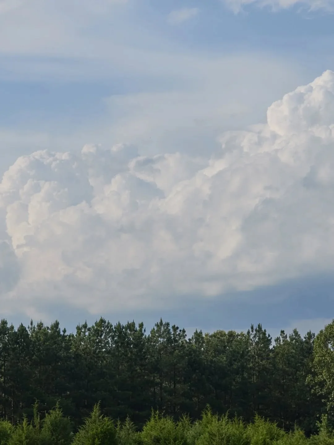 One of the first activities I undertook,
alongside the construction of my home studio,
was a massive reforestation campaign.

 I added this ring of loblolly pines around the house,
 imagining an embracing environment
 a place that receives and hold y