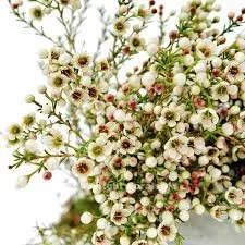 white waxflower.jpeg