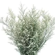 White Limonium.jpeg
