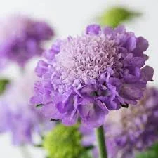scabiosa.jpeg