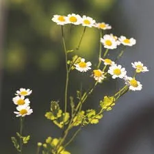 feverfew.jpeg