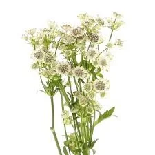 astrantia.jpeg