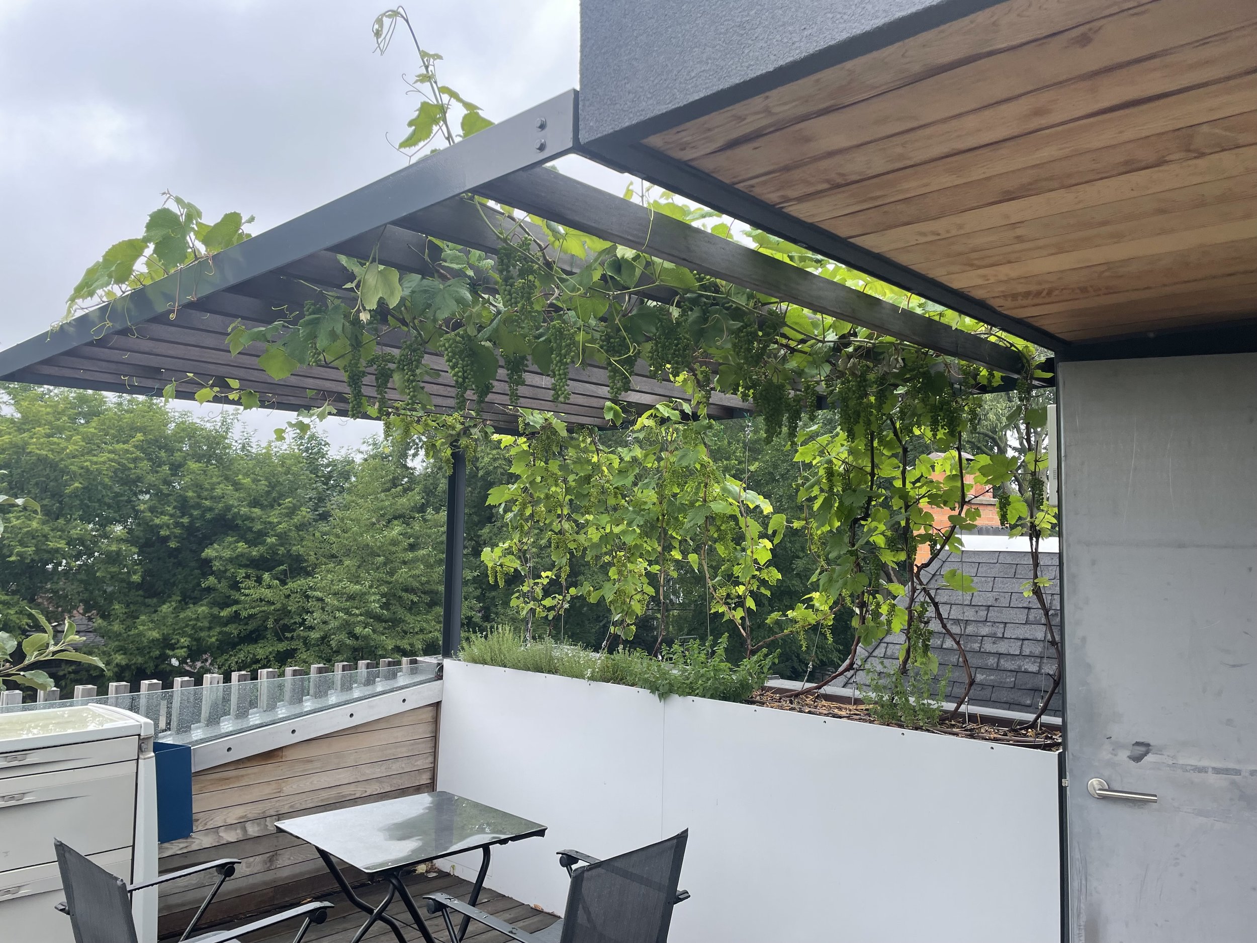 rooftoop-trelis-grape-planter-thornbury.jpeg