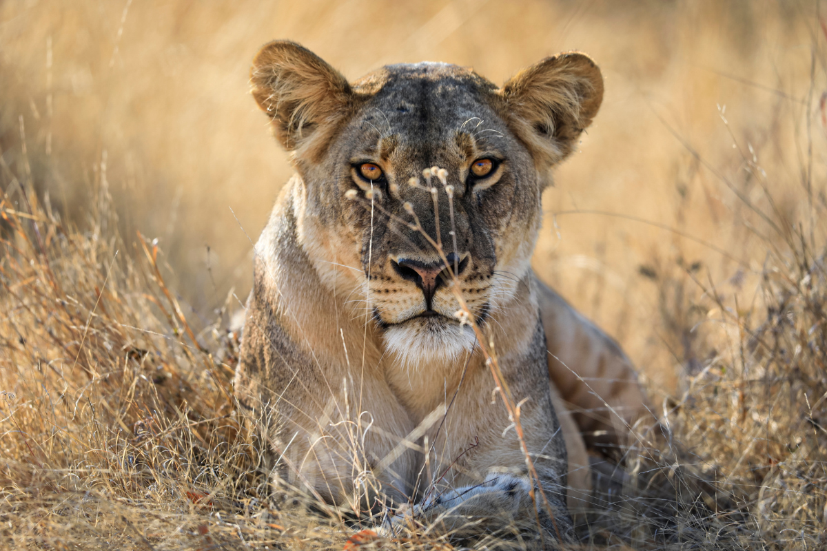 The Incredible Story of Matetsi Victoria Falls