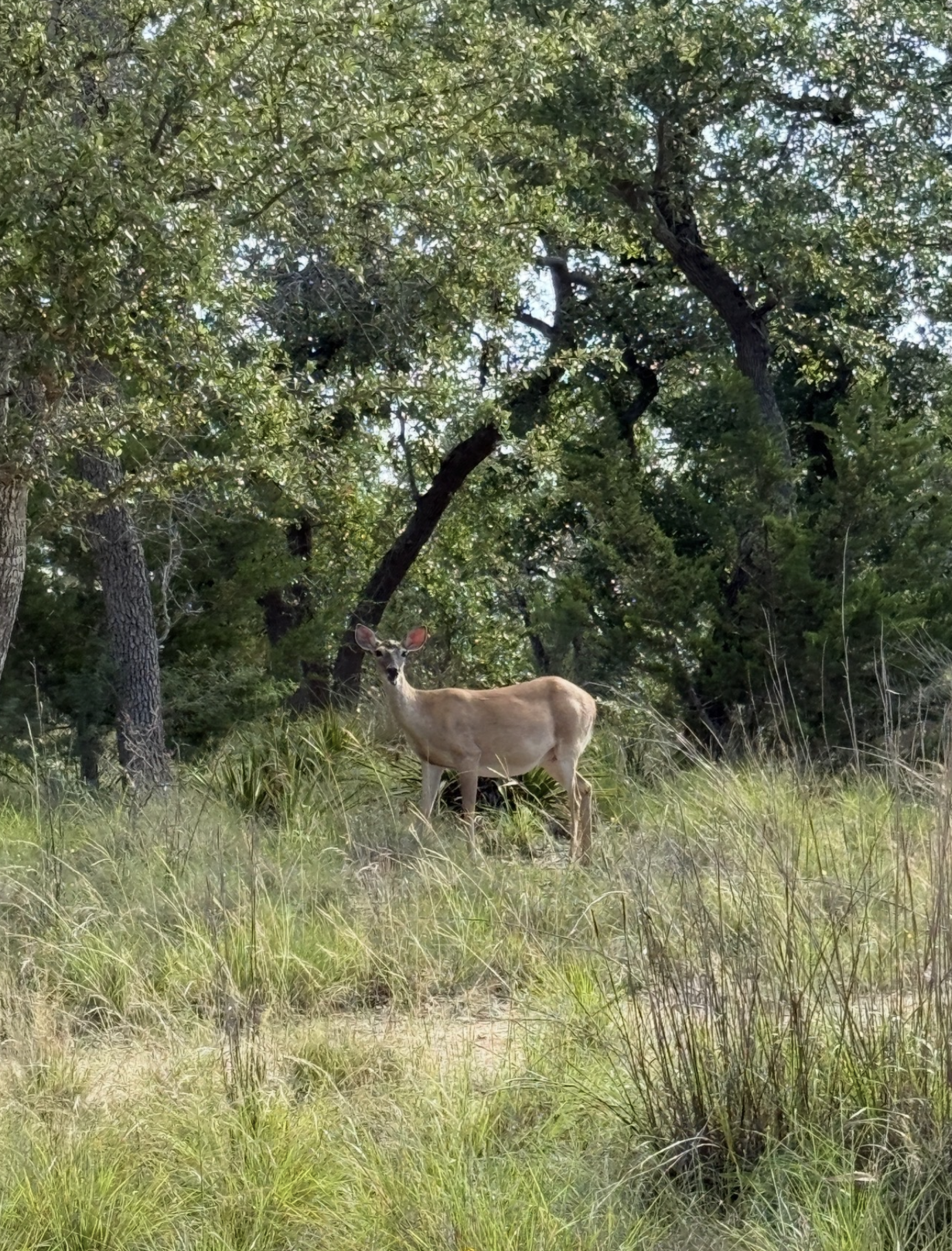 Deer in the bushes