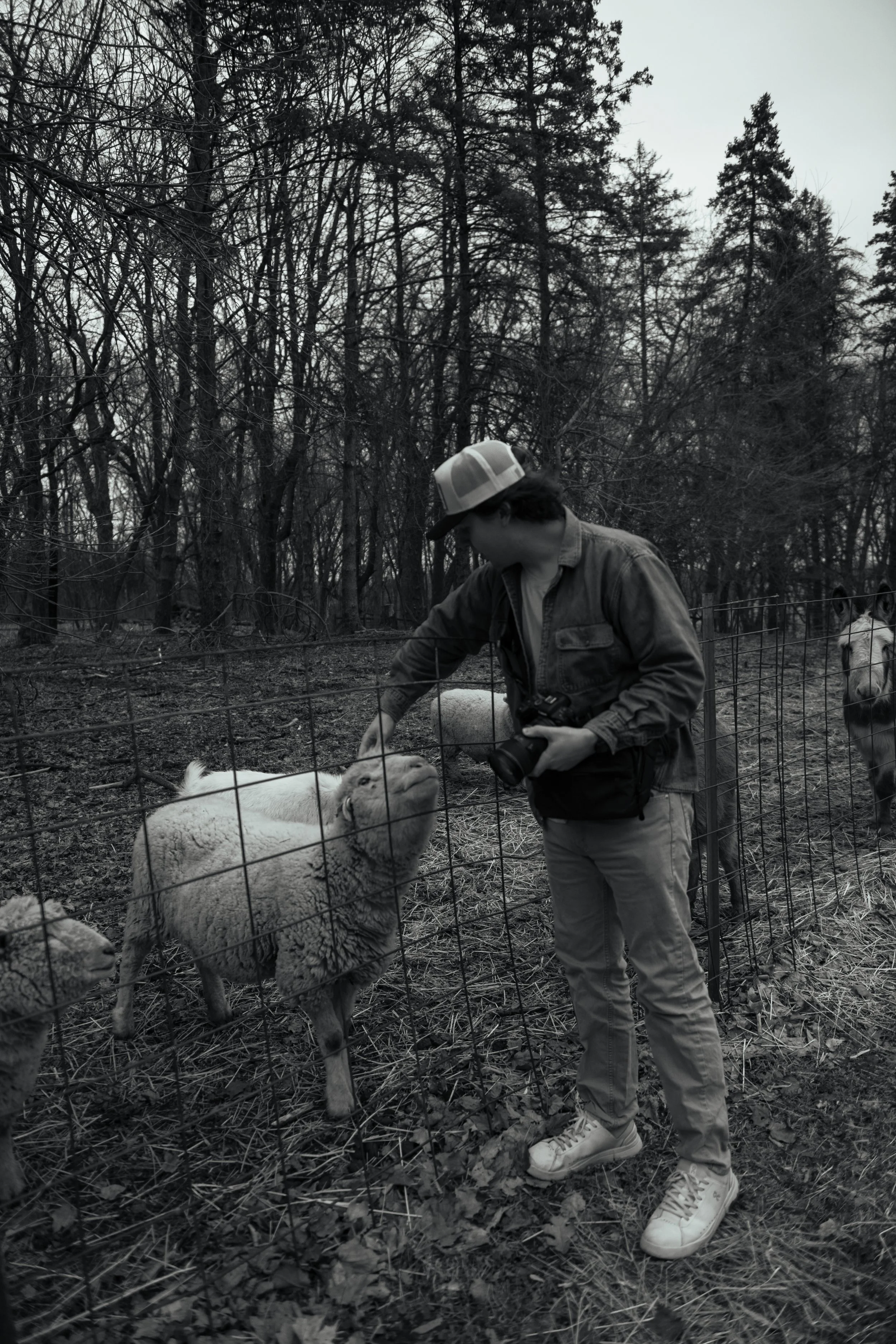 Joey Trcka intimate wedding photographer holder camera while petting a sheep.