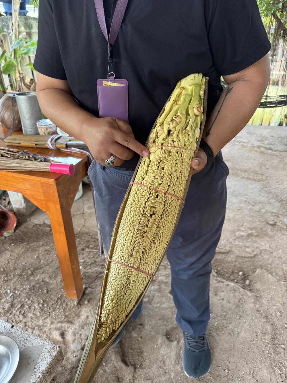  Coconut flowers — the guide is pointing at little baby coconuts 