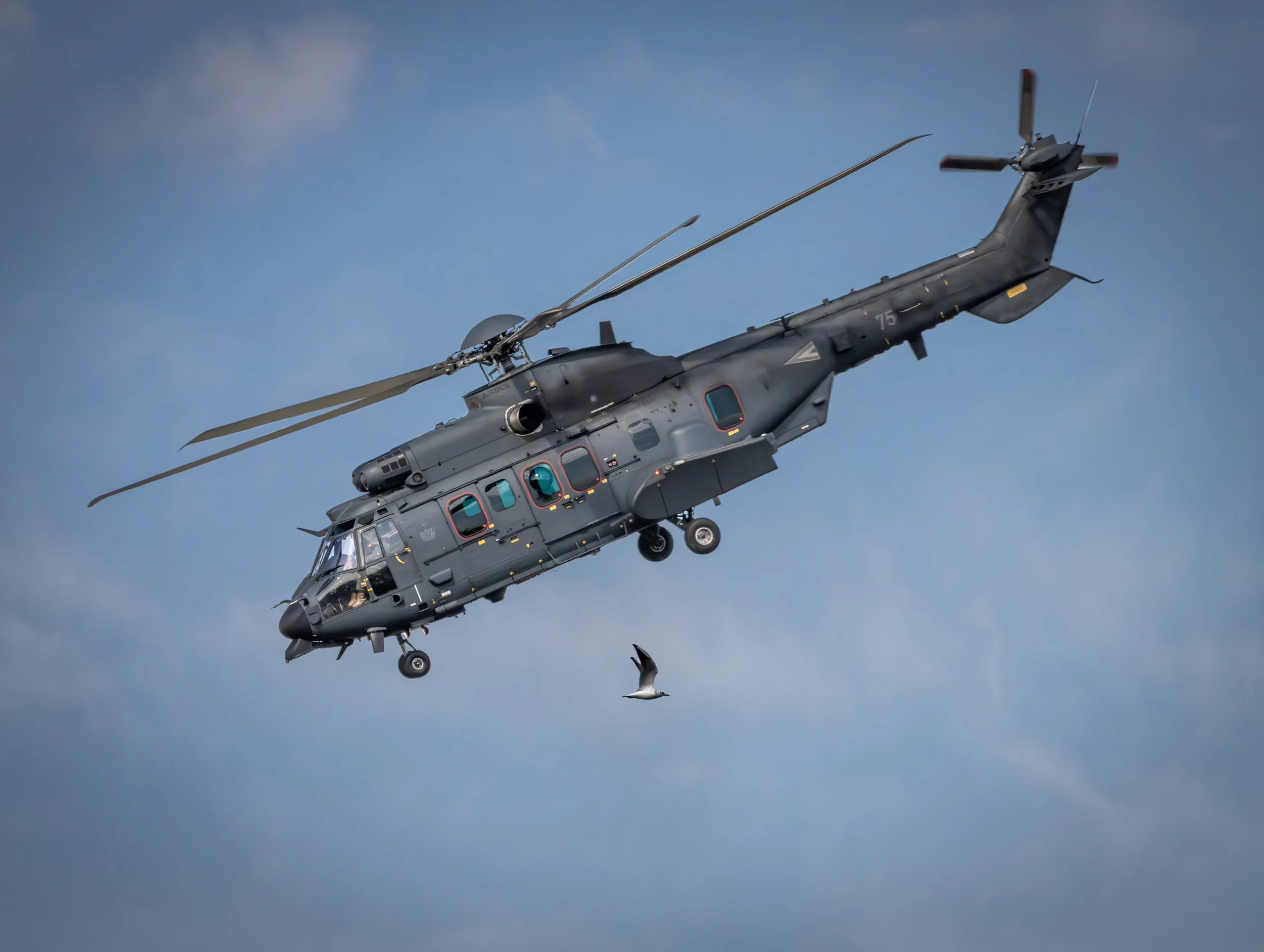 Super Cougar trifft Möwe.JPG