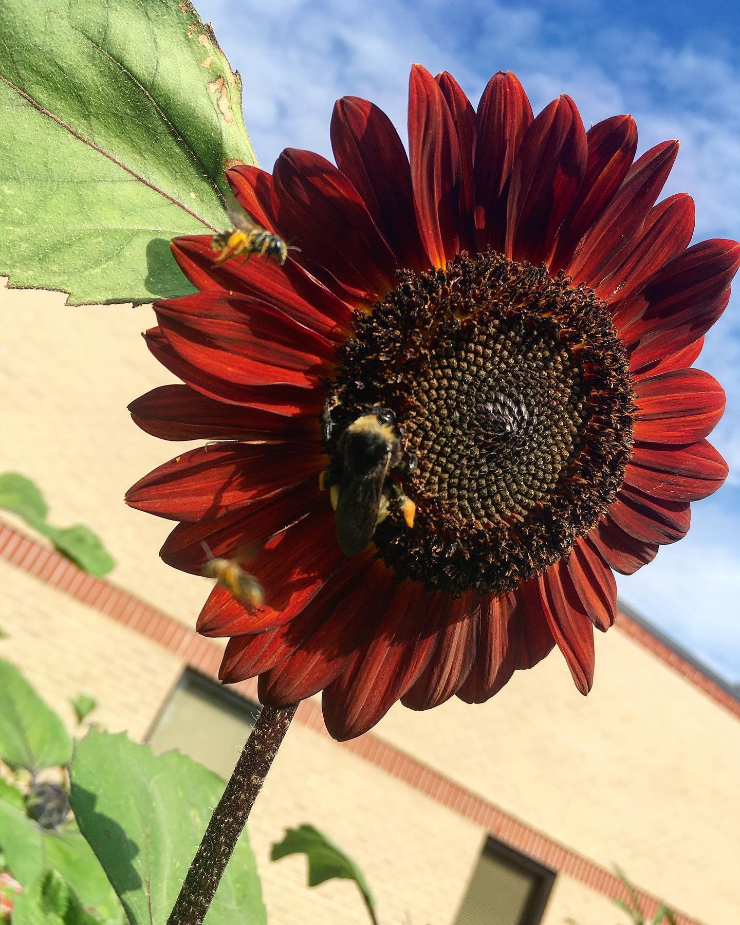 bees.jpg