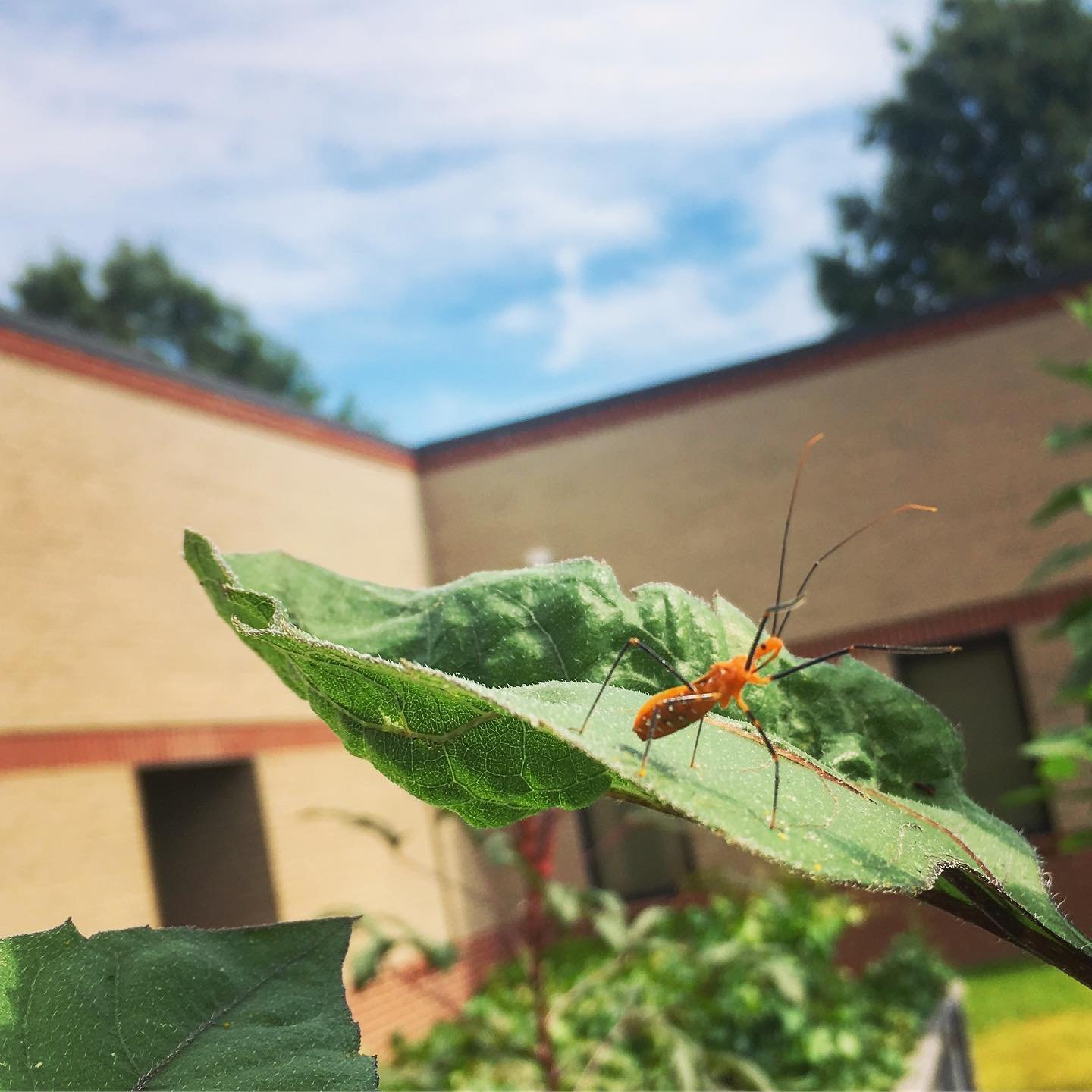 plant bug.jpg
