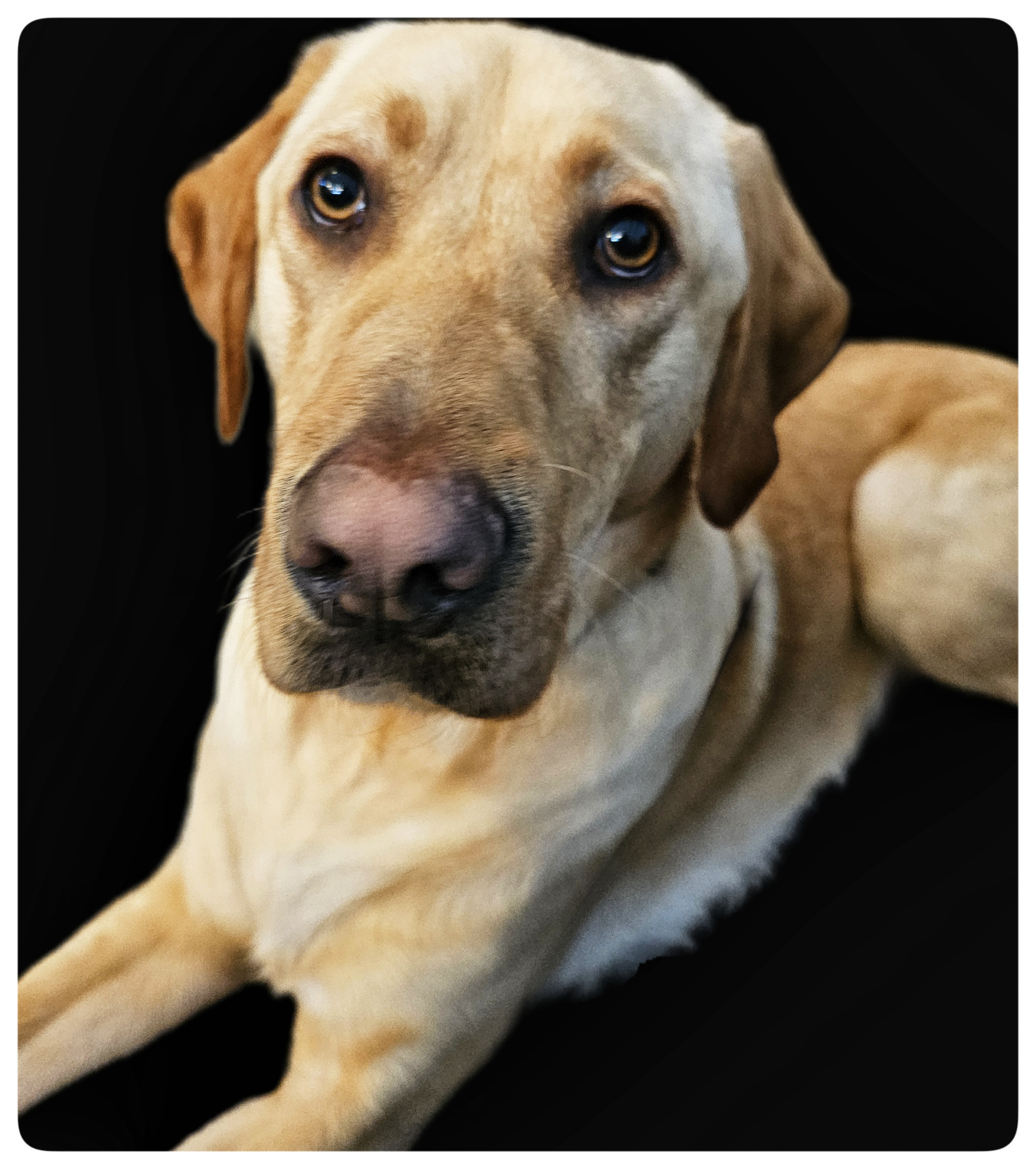 yellow lab laying looking at the camera