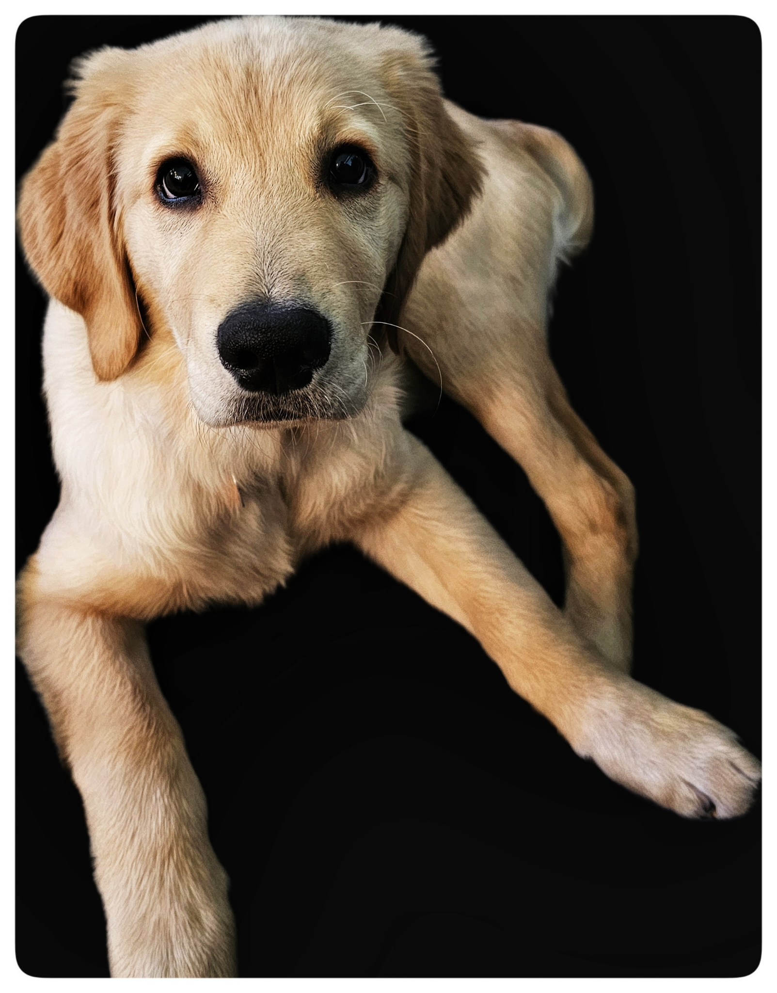 fluffy yellow puppy laying down looking at the camera with a black background