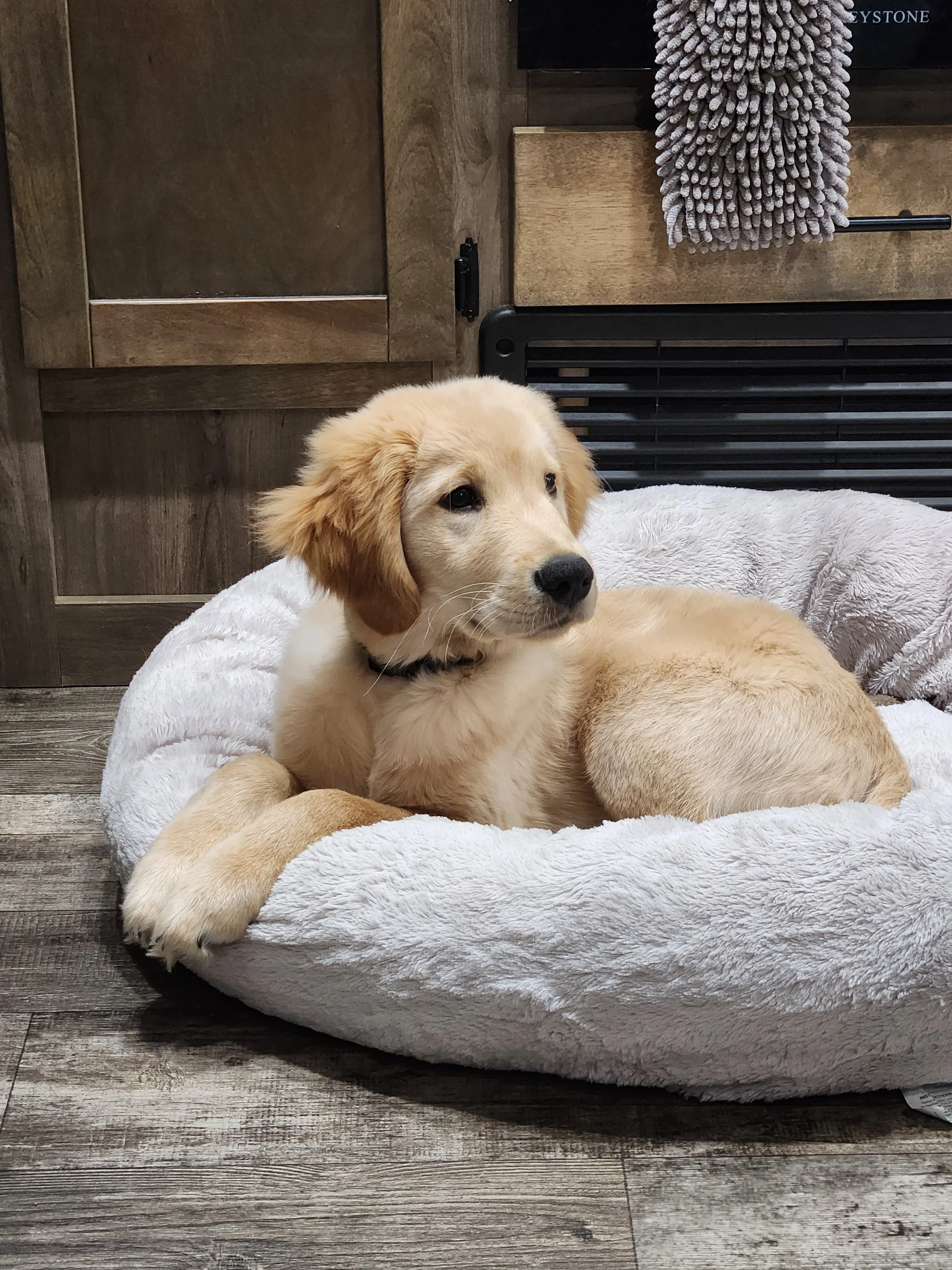 fluffy yellow lab laying in a dog bed looking off to the side