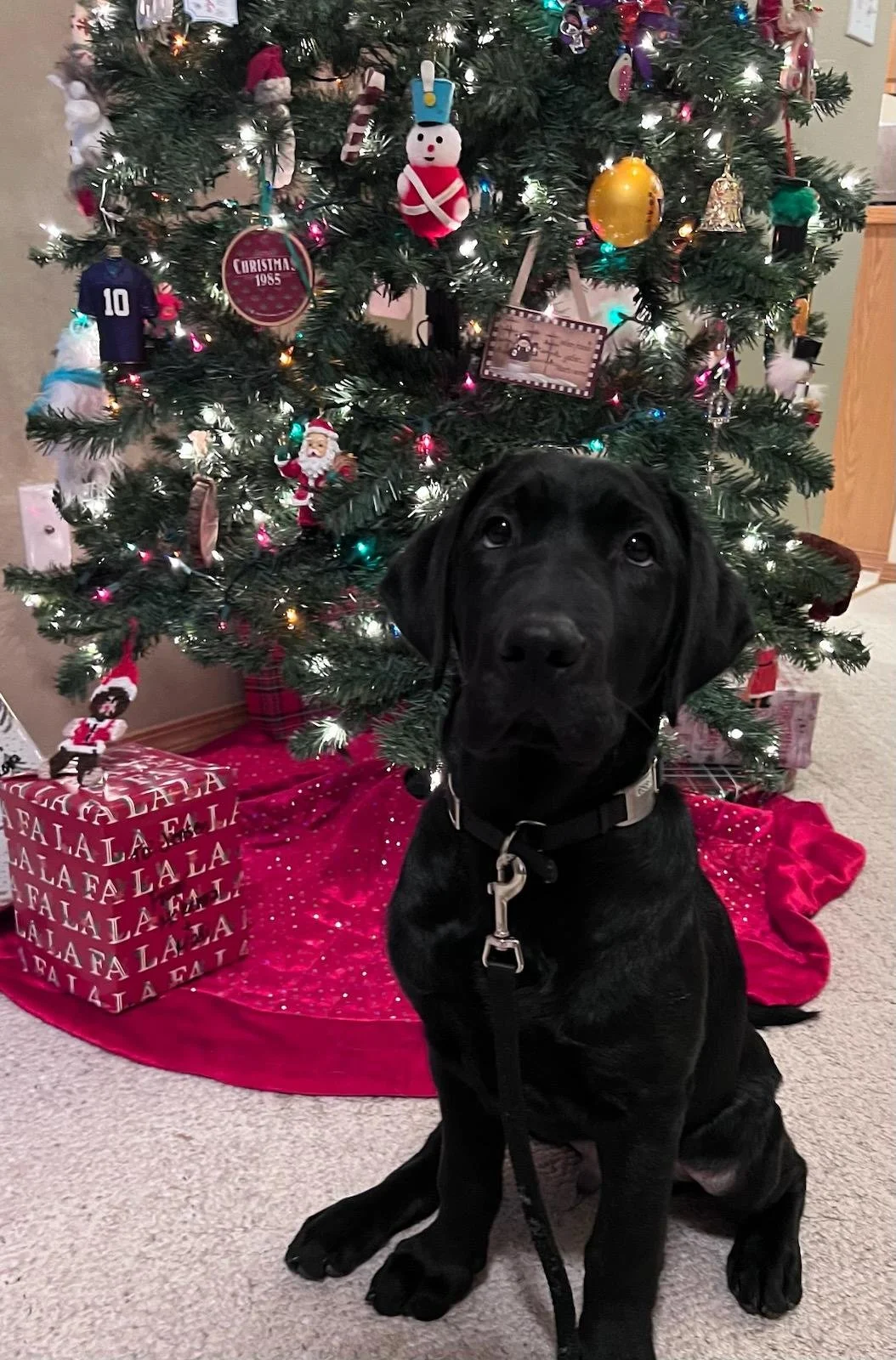 black lab sitting in front of a christmas tree