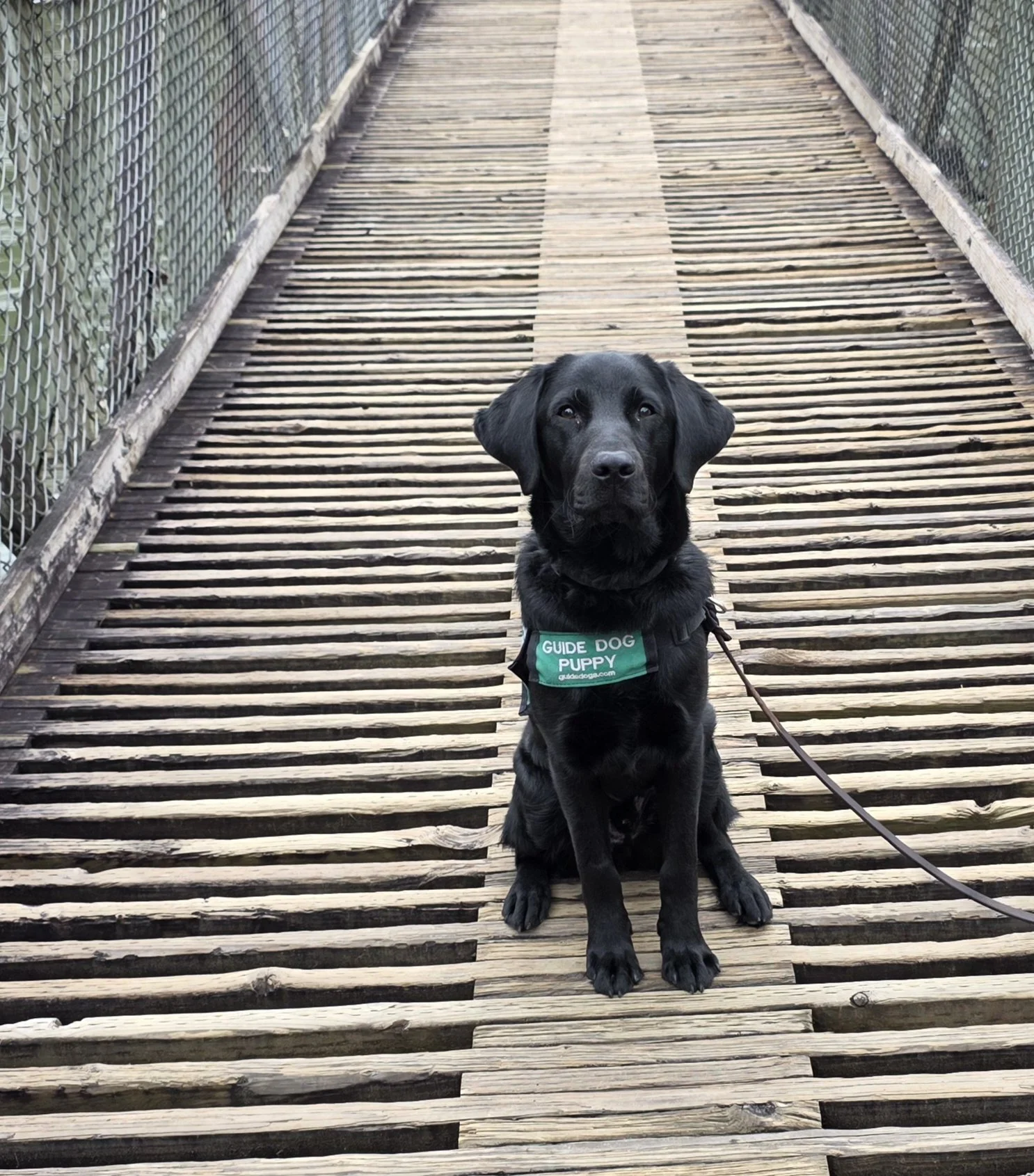 Black puppy sitting on wooden bridge