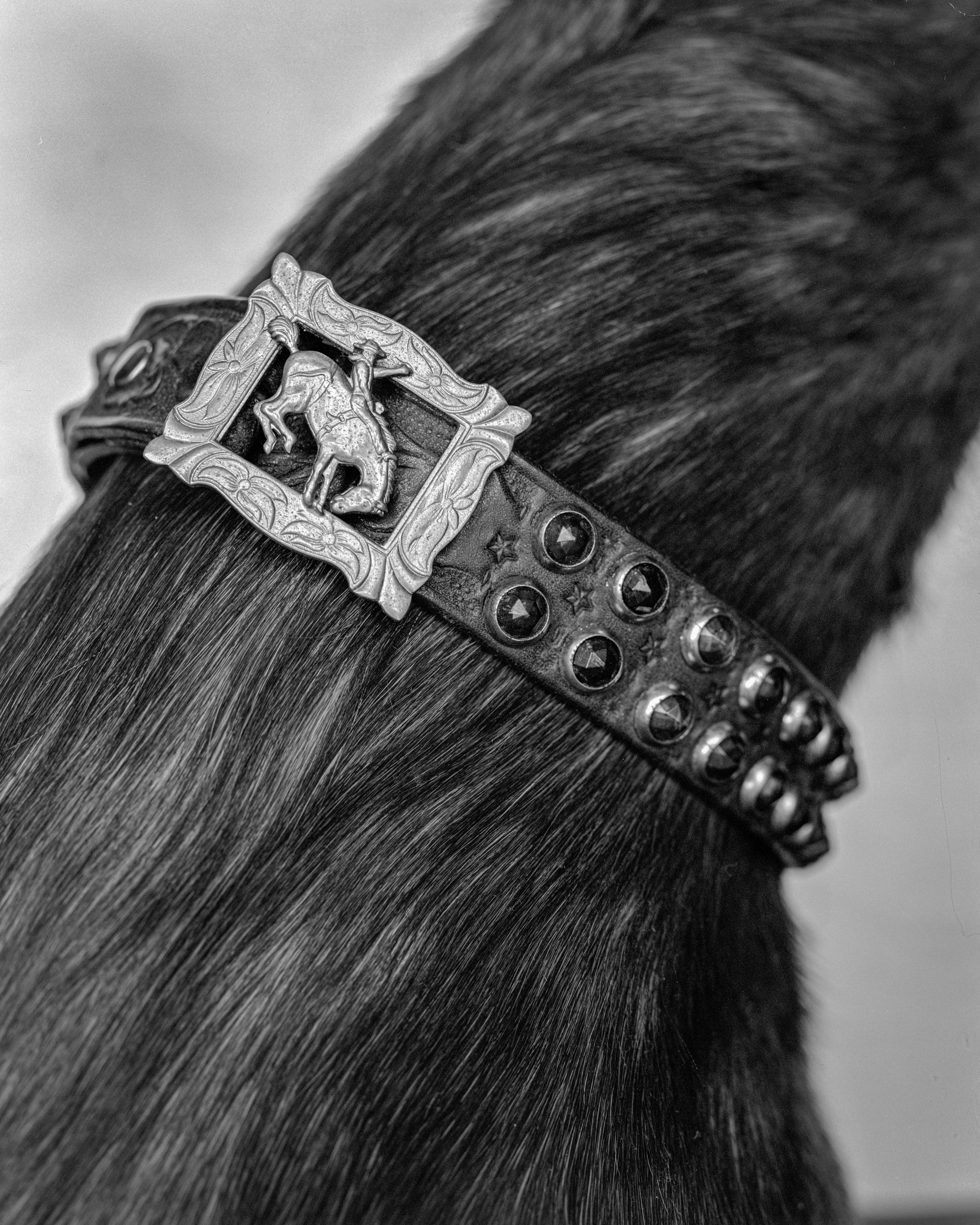 buckle_horse 2.jpg