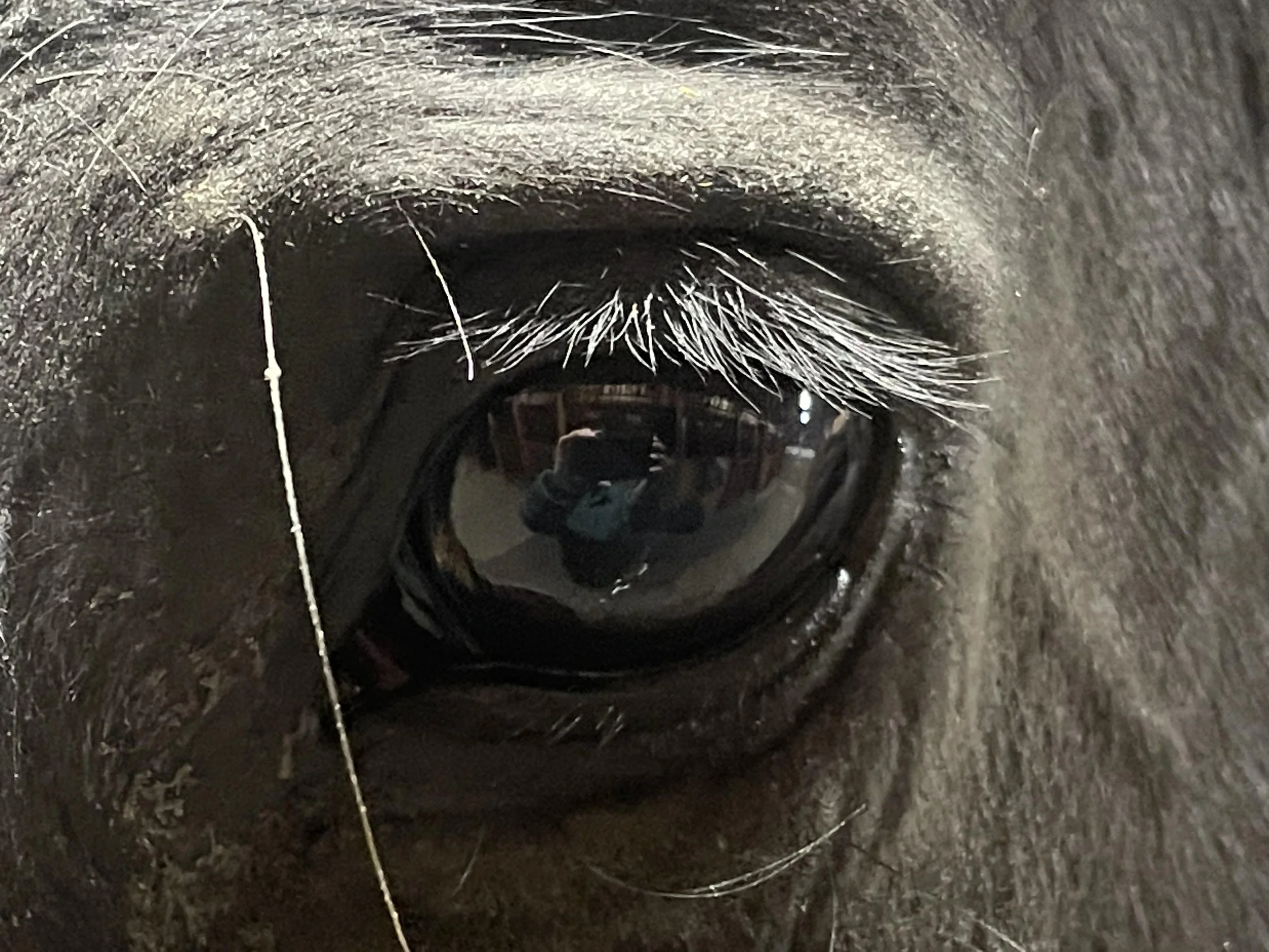 Improve Your Horse's Wellbeing Through Connection
