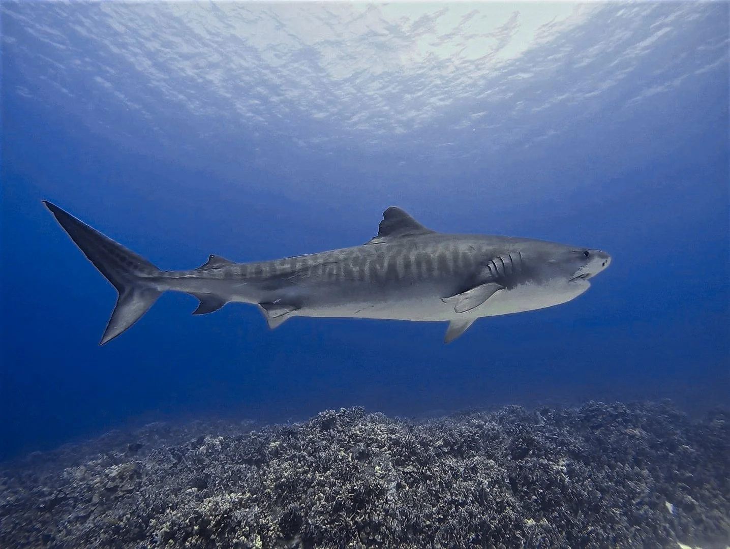 A hammerhead shark swimming underwater above a coral reef in the ocean.
