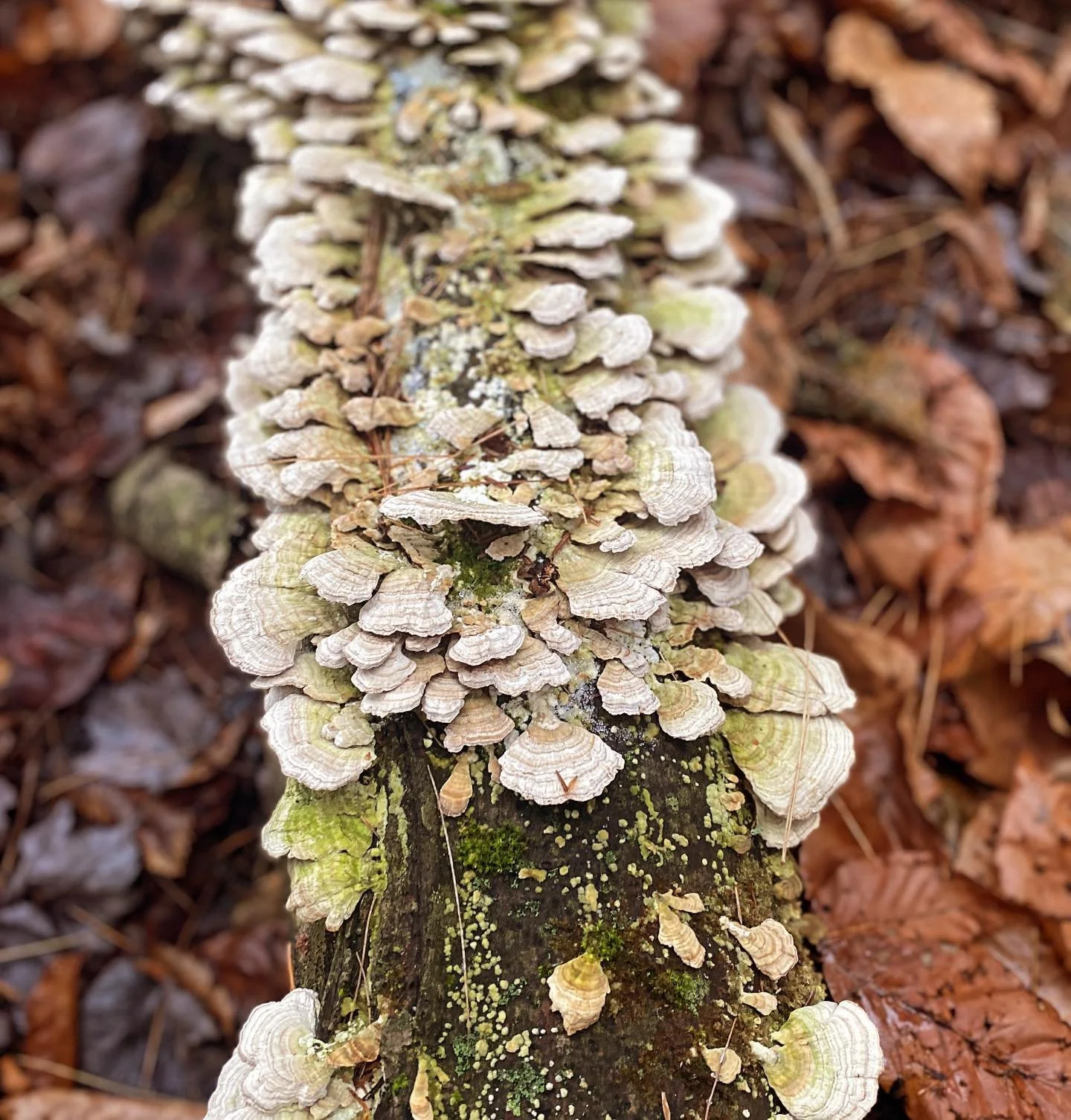 Strolling through the woods, discovering beauty in unexpected places. 🌲🍂 Every fallen leaf and sunlit path tells a quiet story. Nature's simple treasures speak volumes.