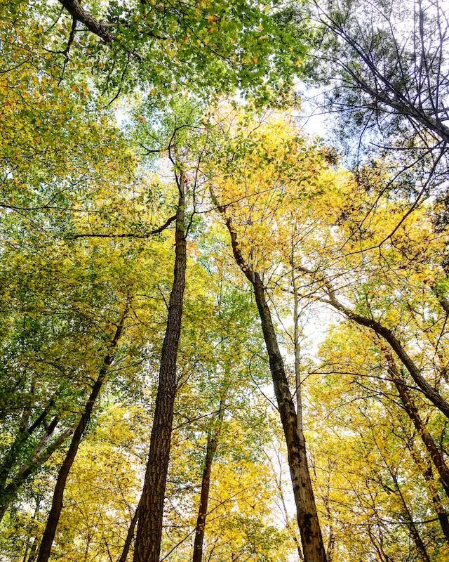 Harriman+Fall+Lo+Res.jpeg