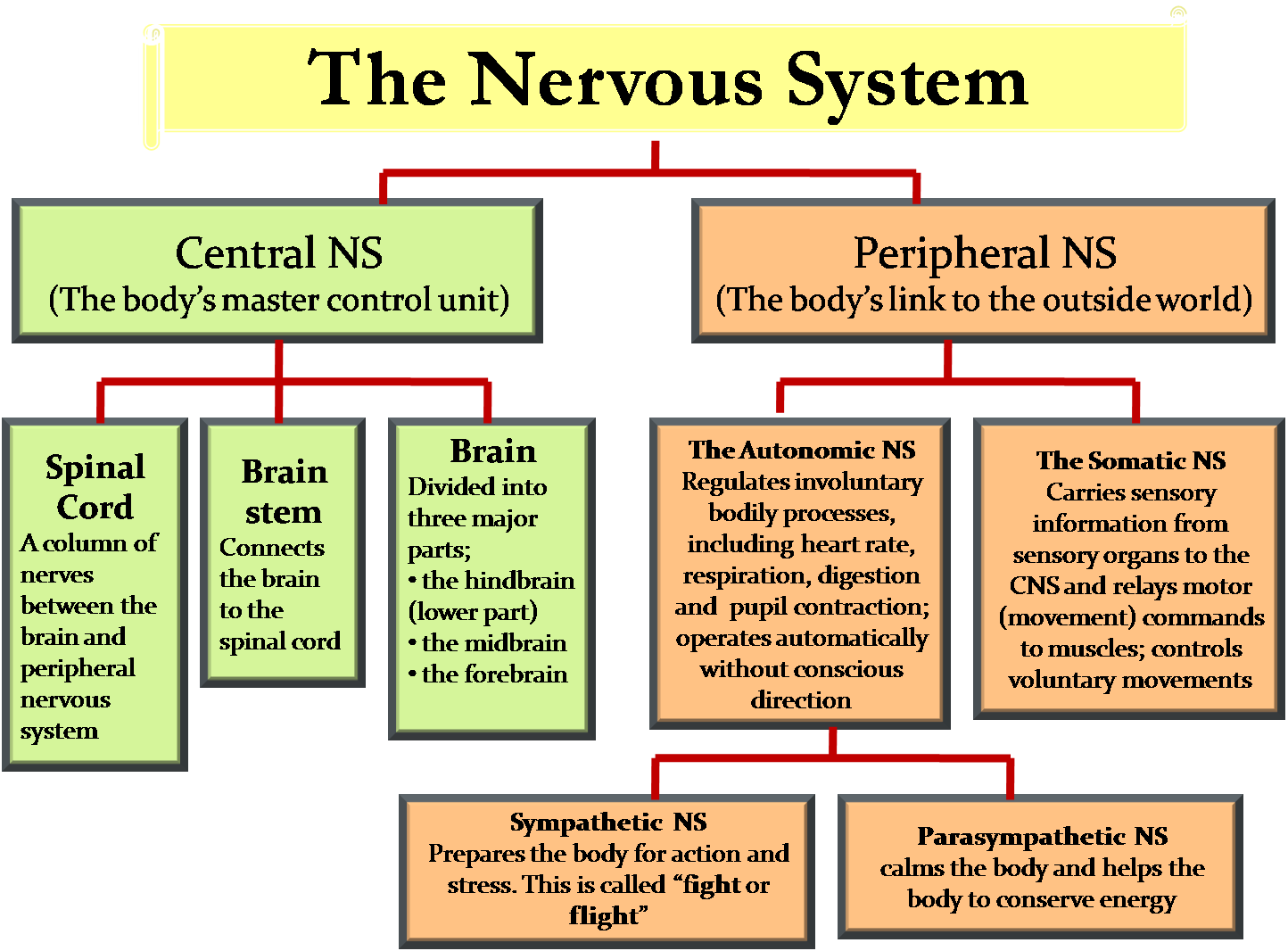 Diagram of the nervous system showing central and peripheral nervous system with subdivisions and functions, including the brain, spinal cord, autonomic, somatic, sympathetic, and parasympathetic nervous systems.