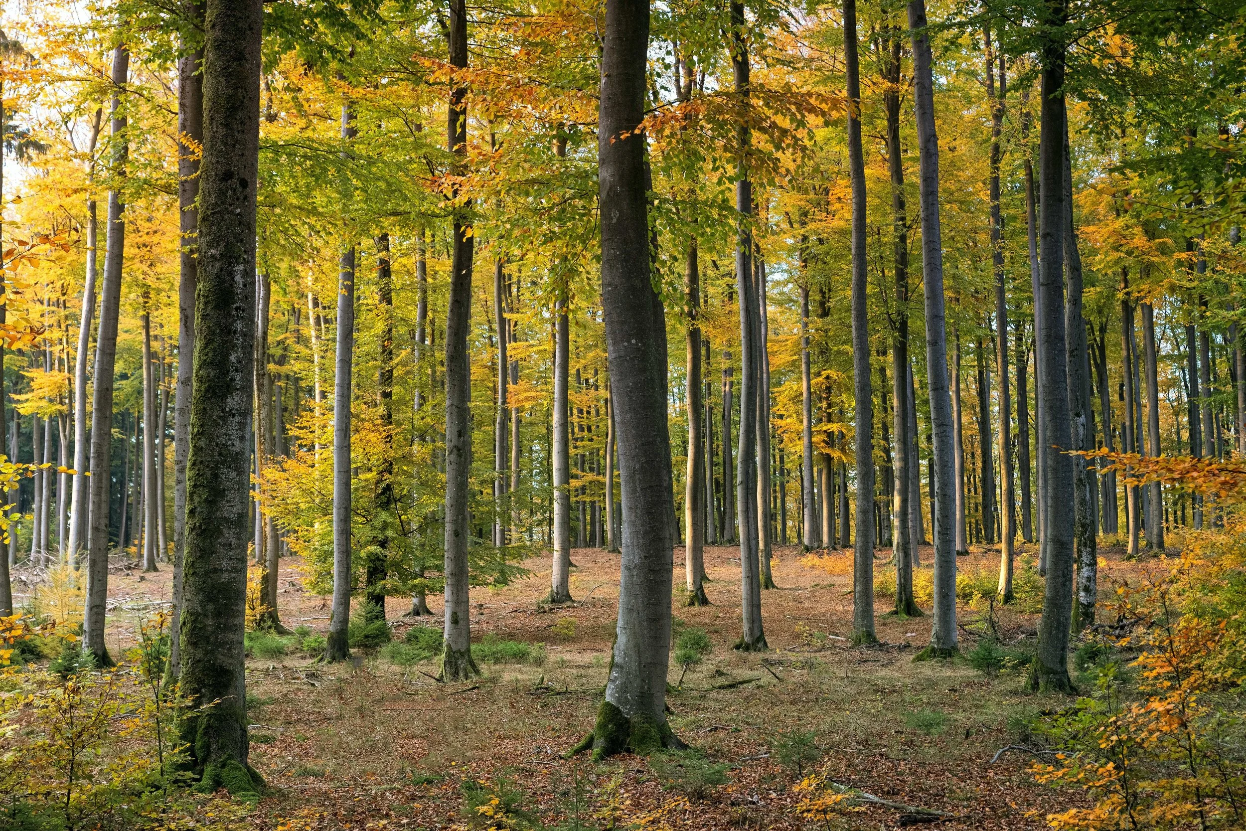 Ein herbstlicher Wald mit Bäumen in verschiedenen Grüntönen, Gelb- und Orangefarben, Laub auf dem Boden, Sonnenlicht filtert durch die Baumkrone.